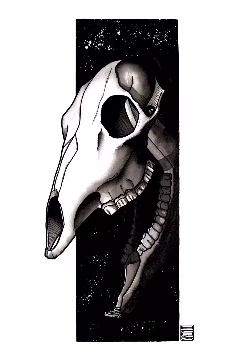 Roe Deer Skull