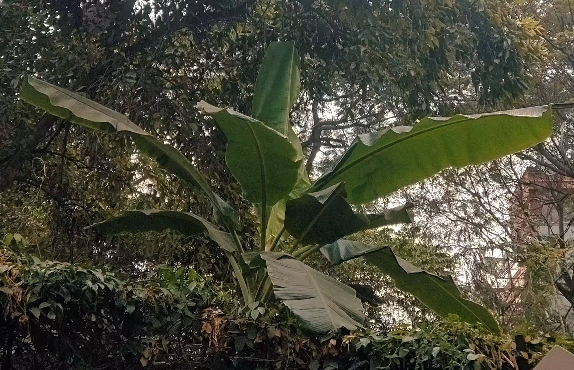 Musa Basjoo (Hardy Banana) 