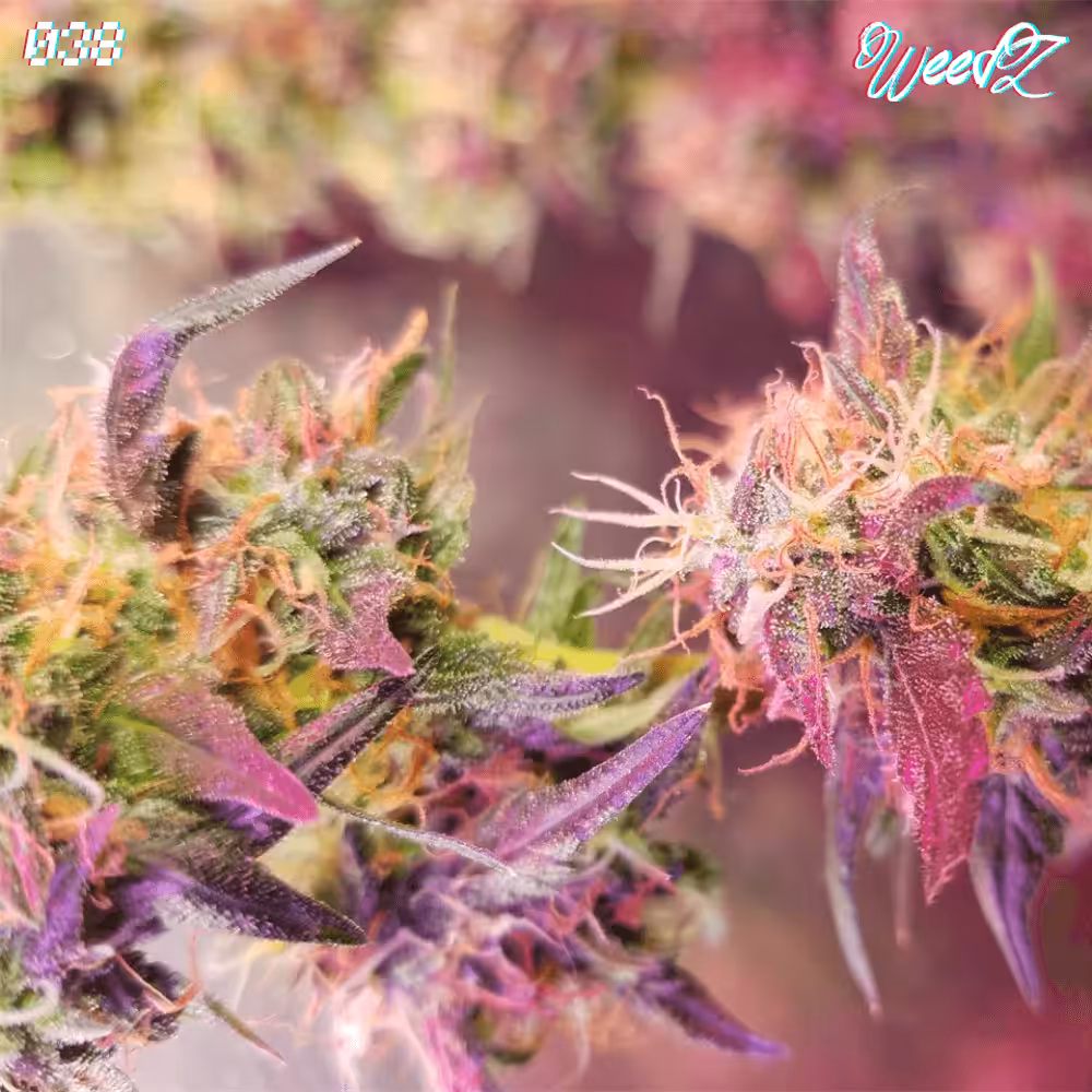 WeedZ - 038 - Grape Ape Indica