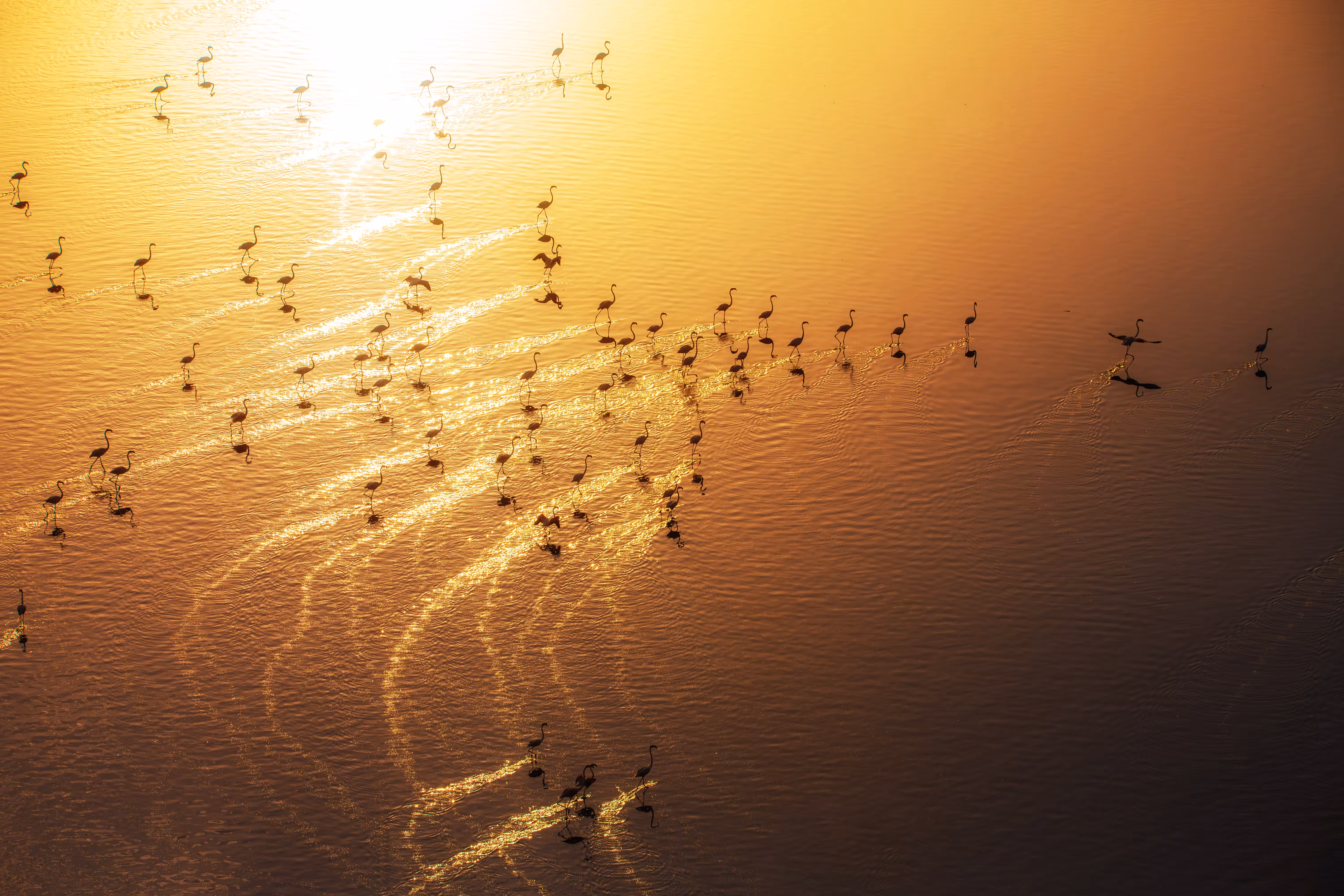 Flamingos at sunset