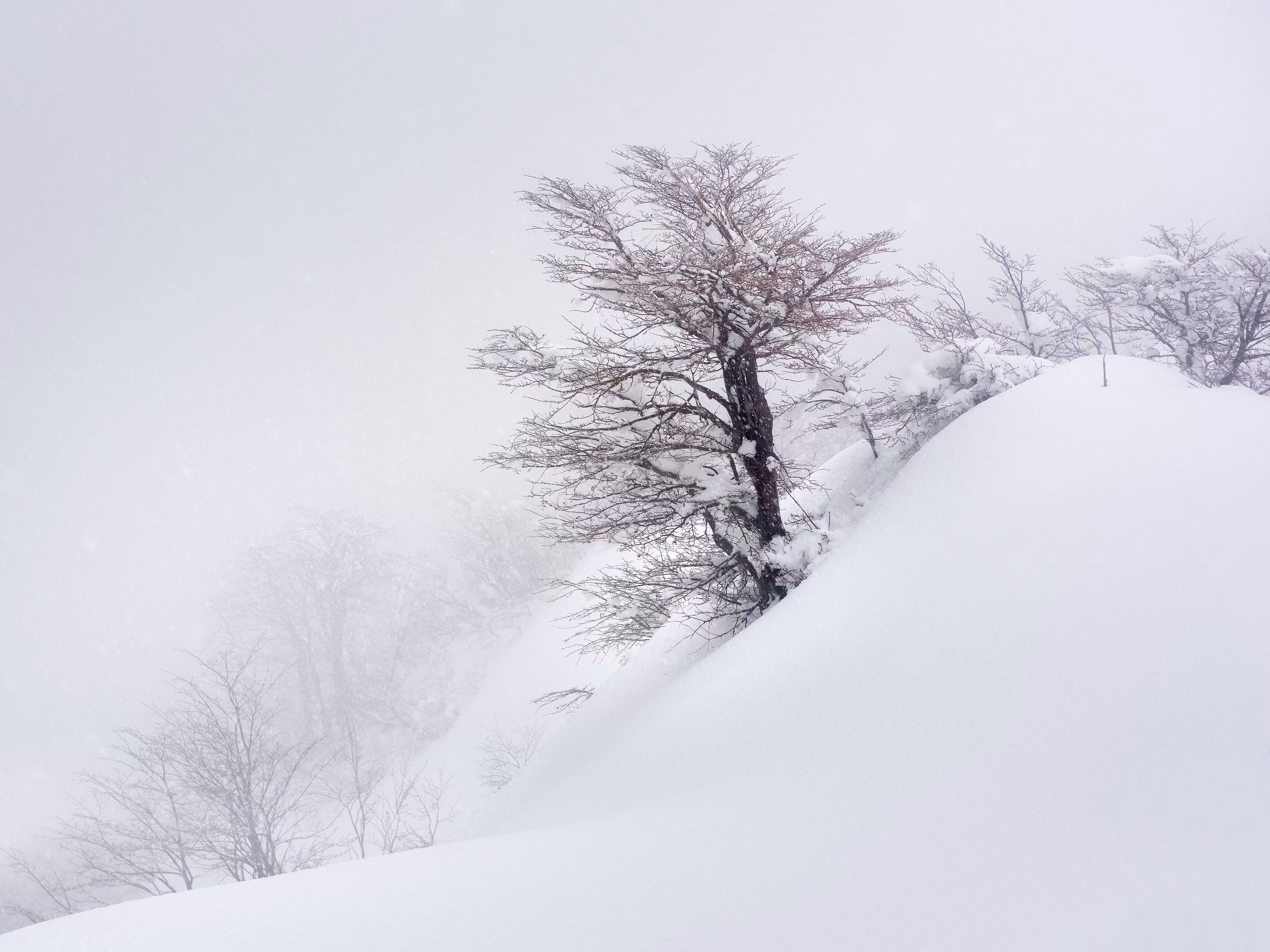 The Red Tree | Innerscapes
