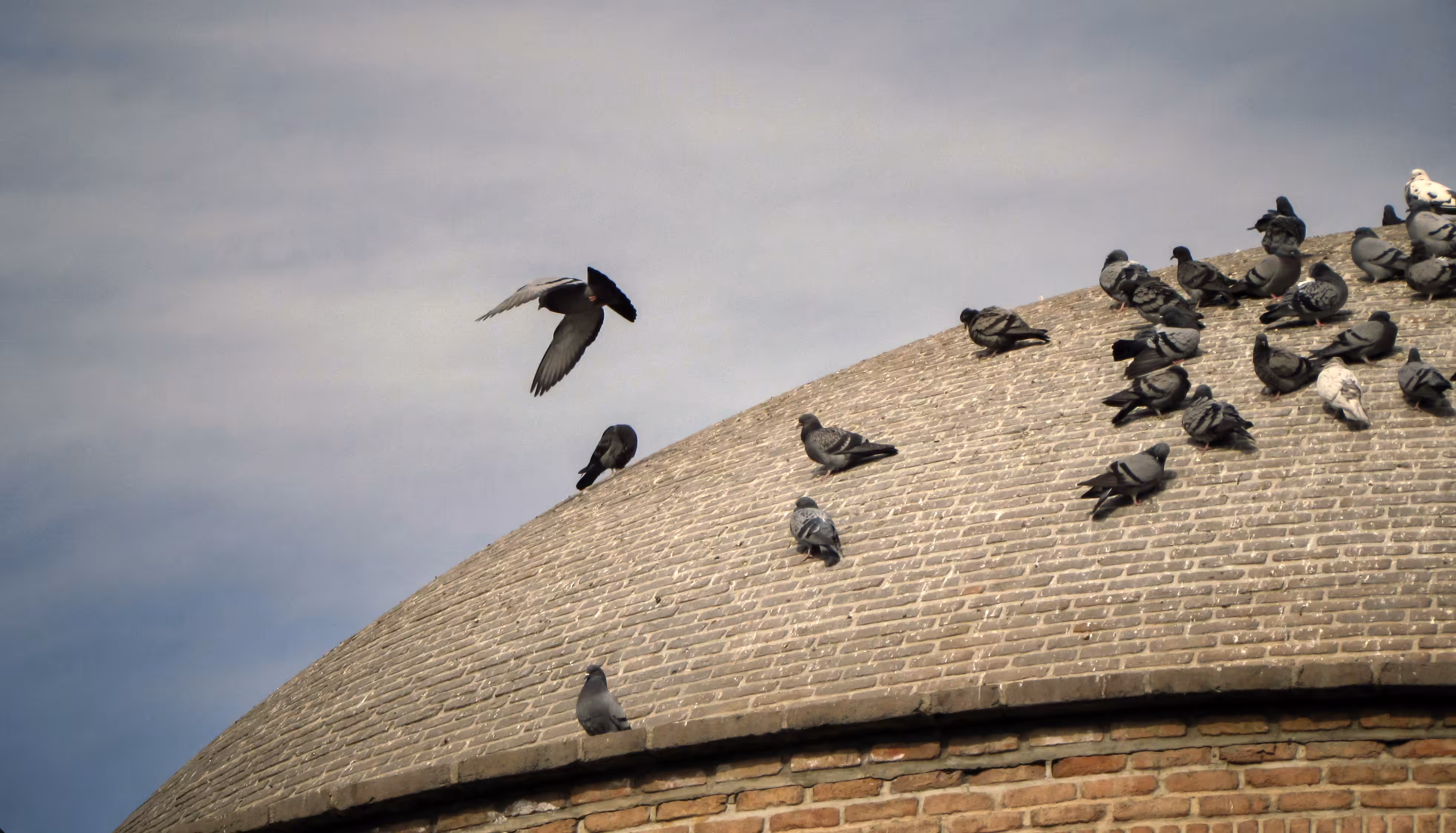 Bird flight 07