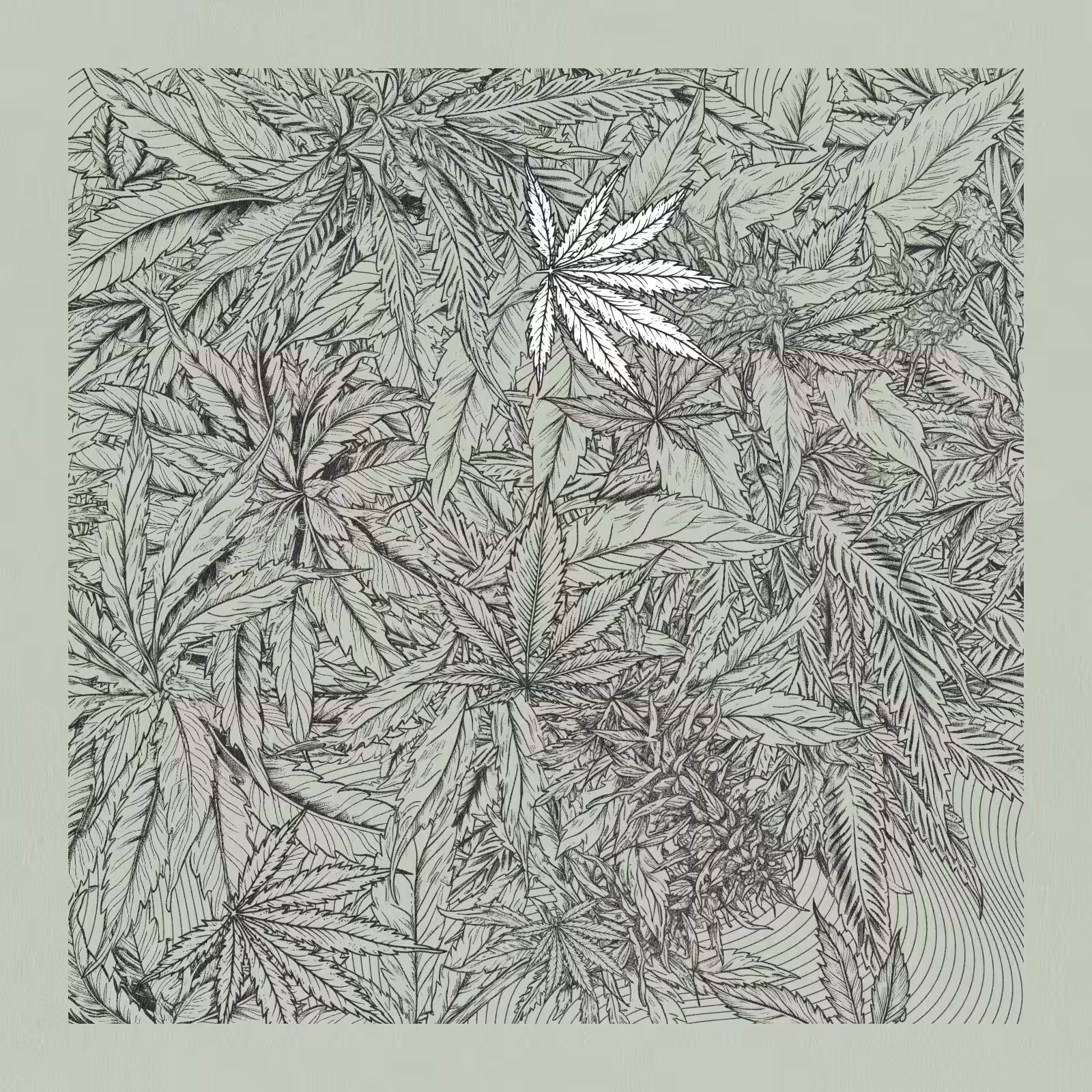 zancannabis #279