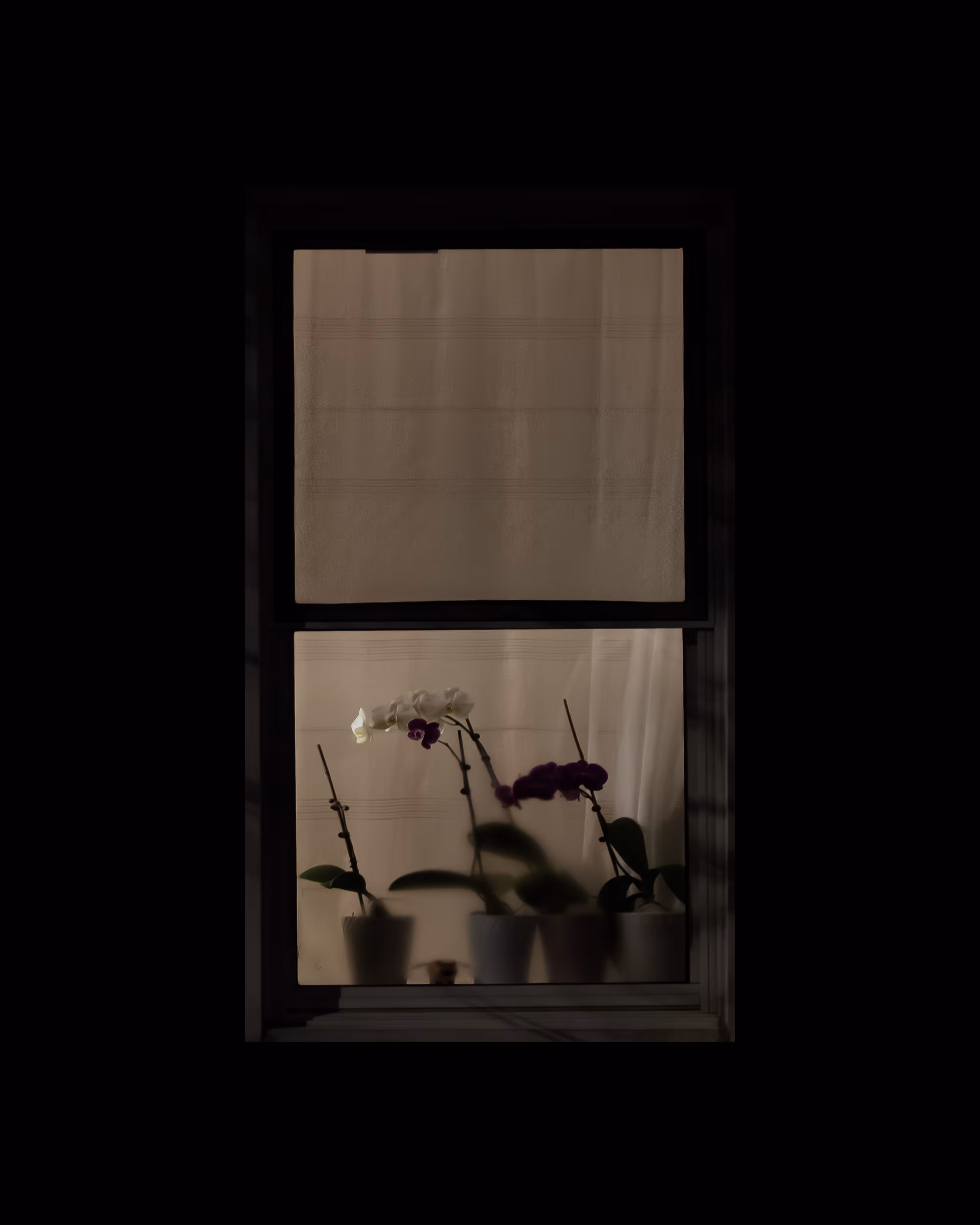 WINDOWS // NYC: WINDOW 548