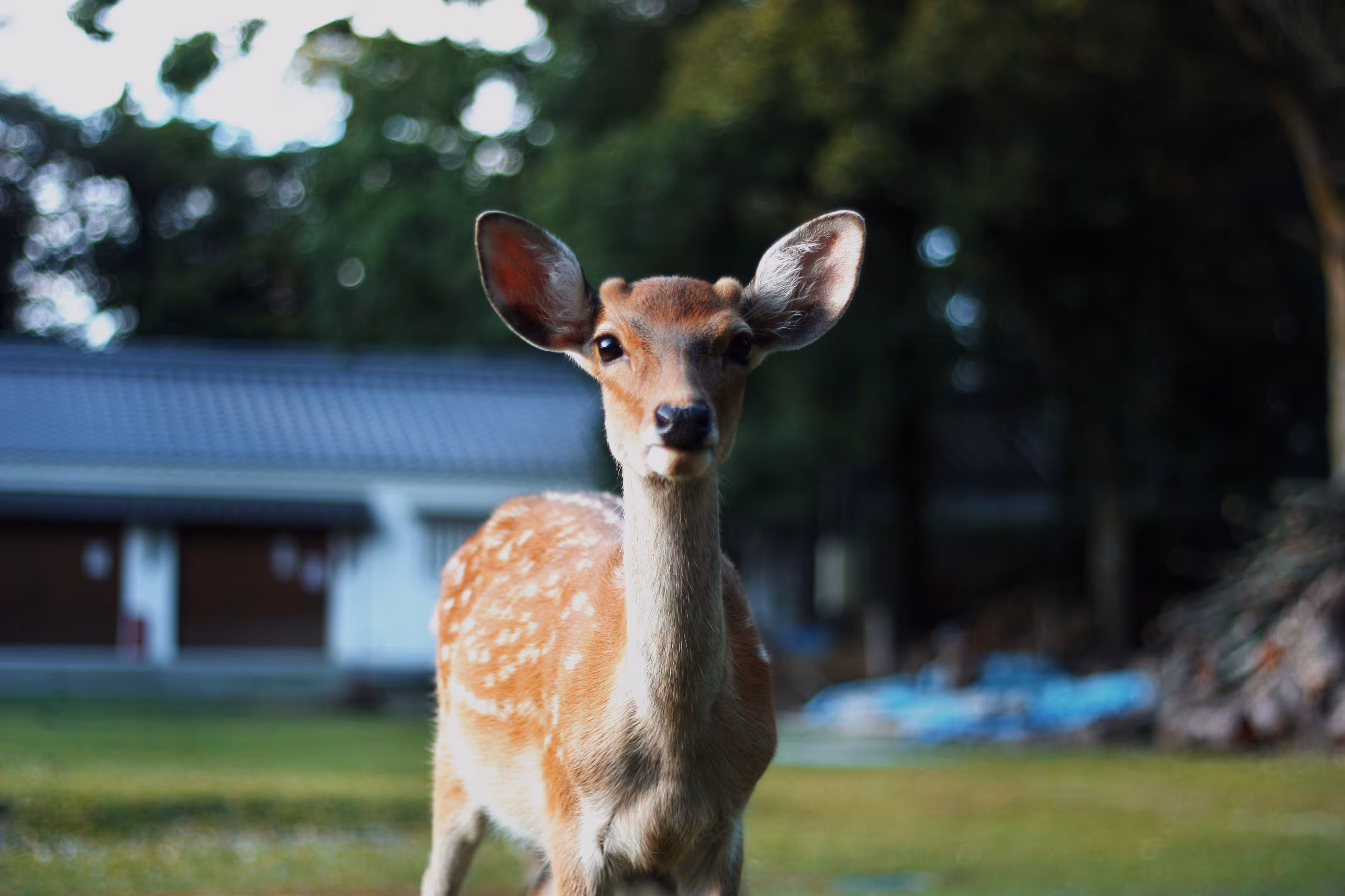 Hi from Nara