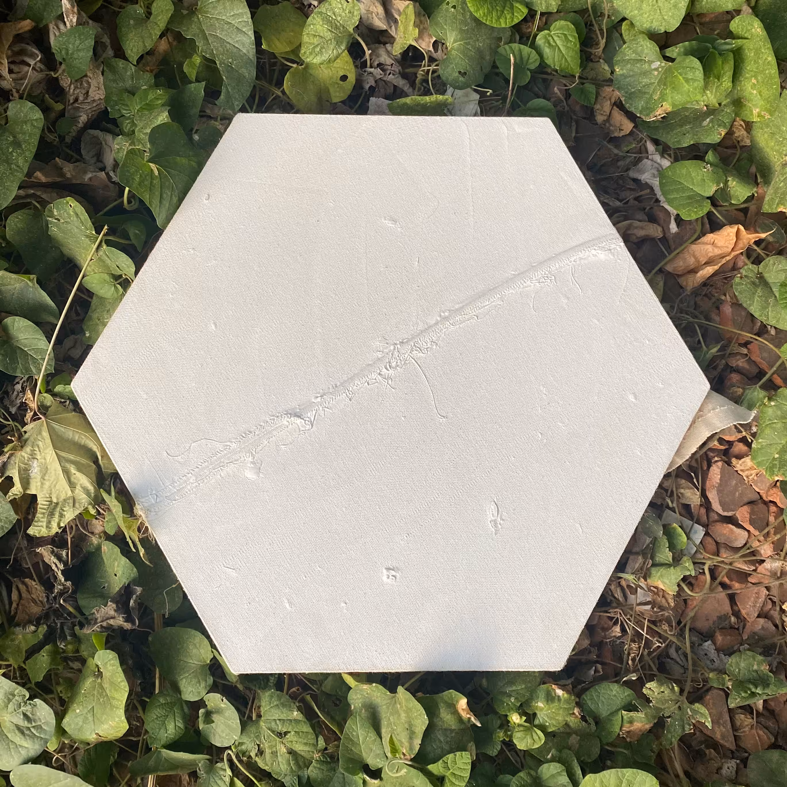 Conservation #5