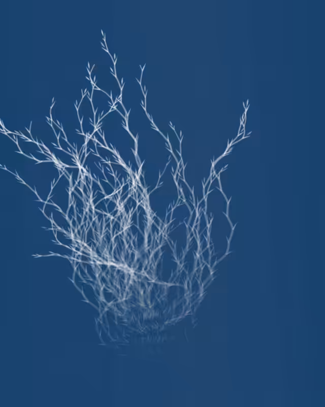 Cyanotypes #74