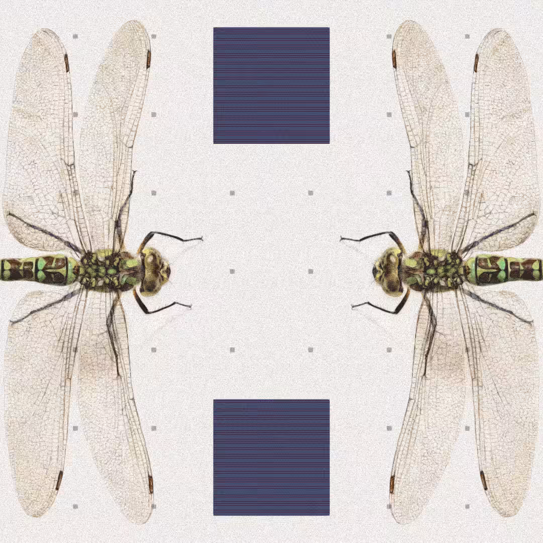Dragonfly #5