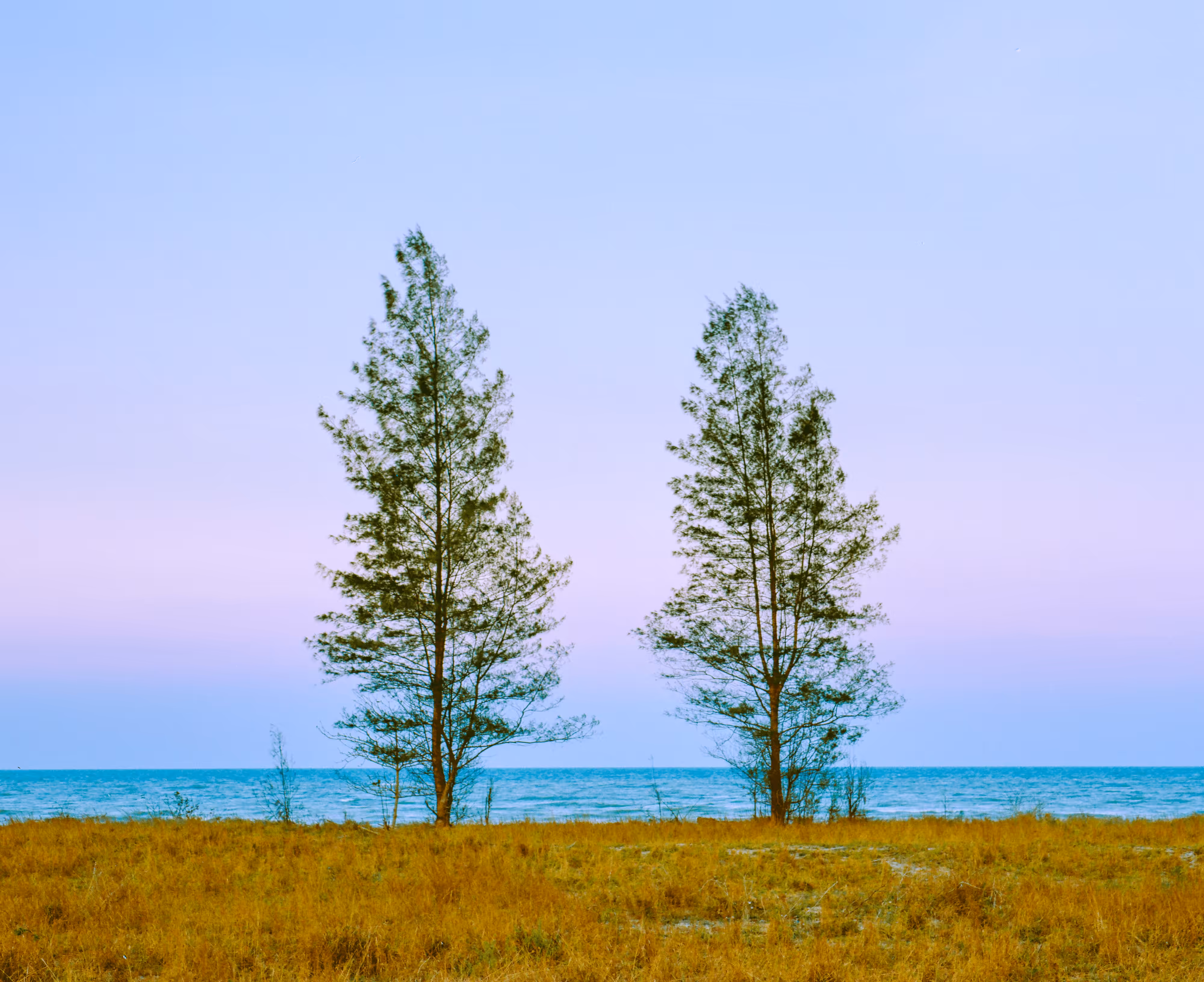 Pines Sky and Sea.