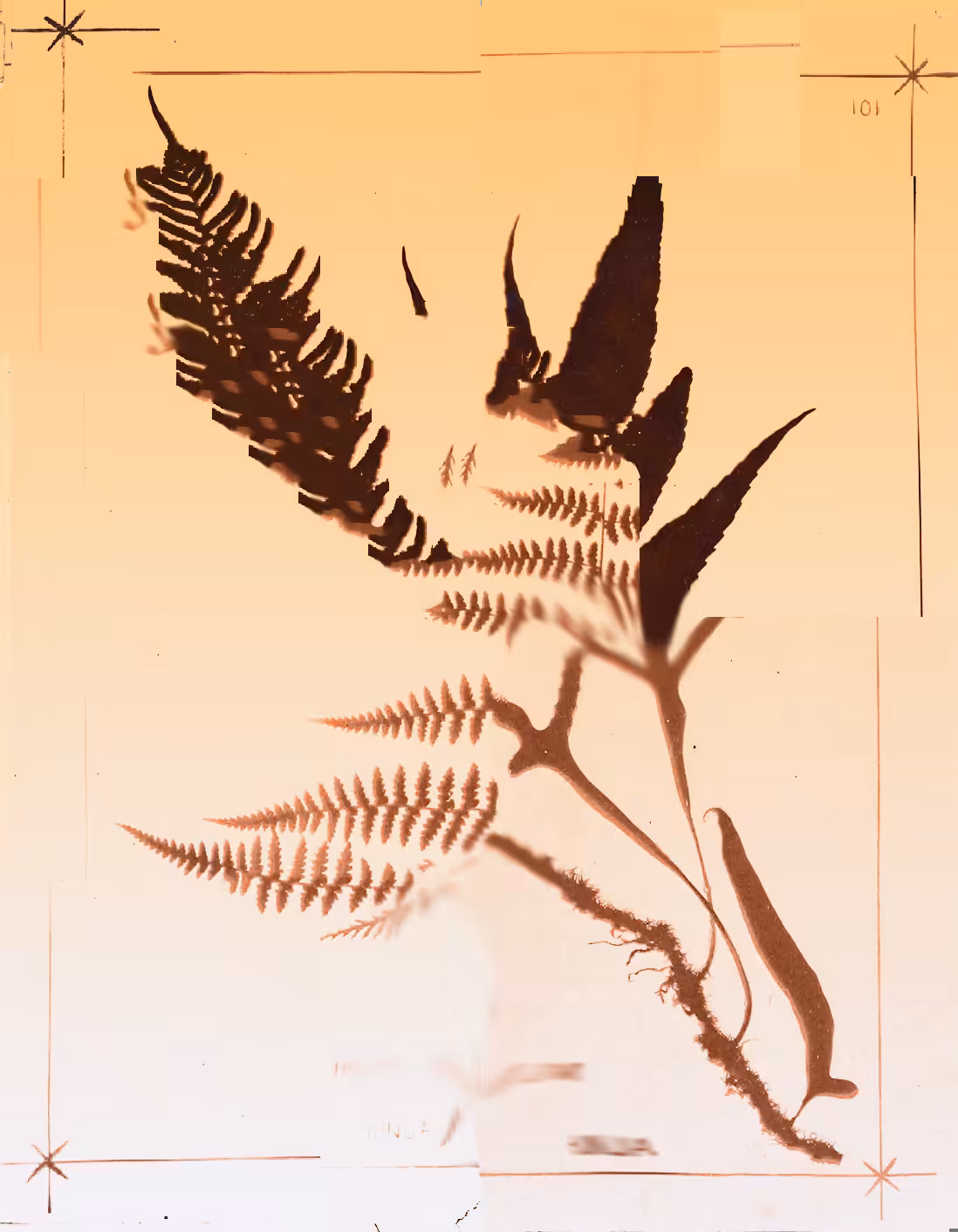 Metafern (A)