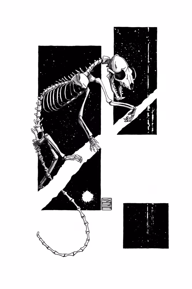 Yellow-throated Marten Skeleton Study