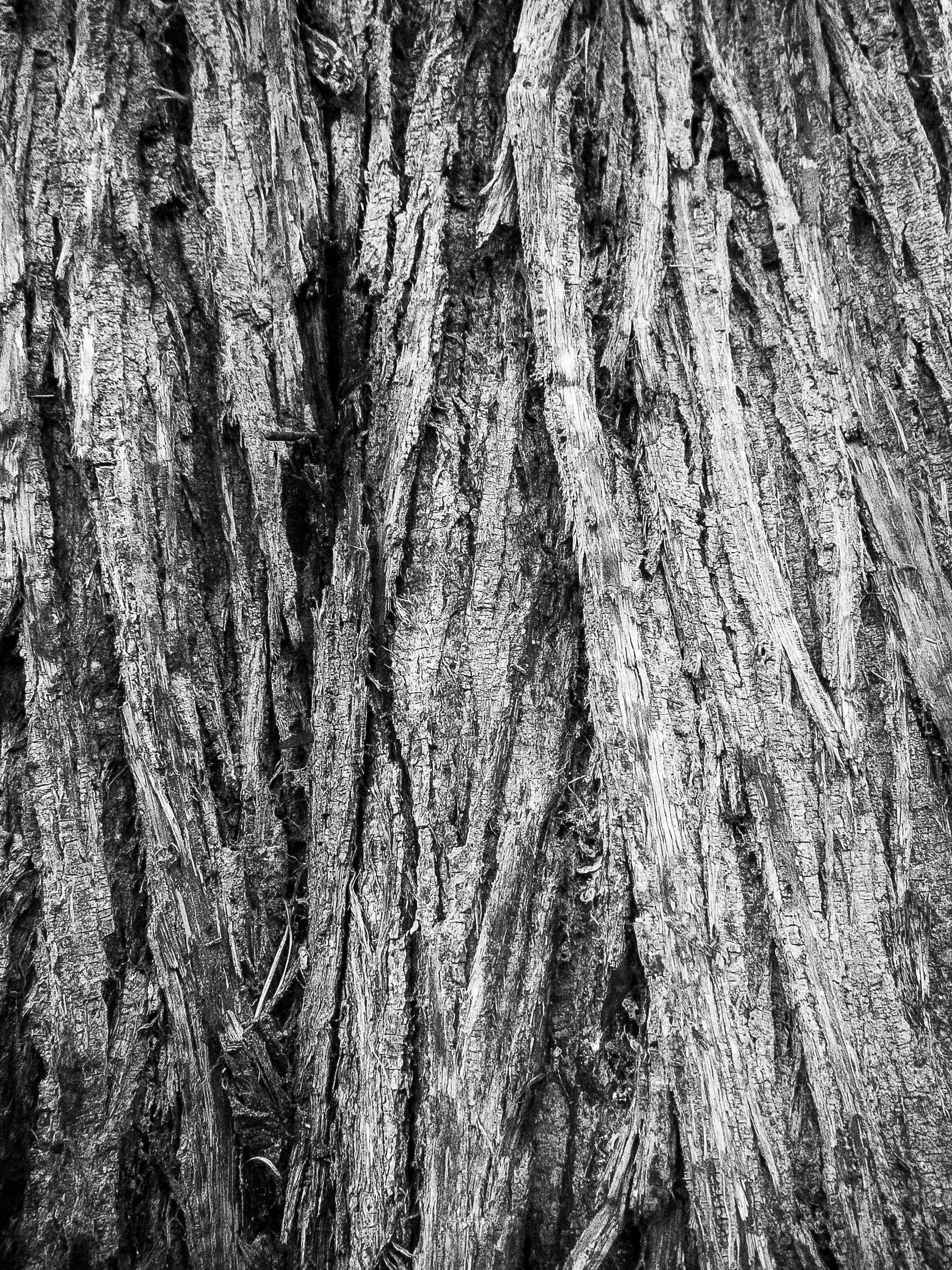 Barbed Bark