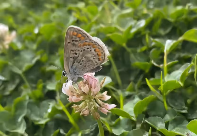 Metamorphic Wings 