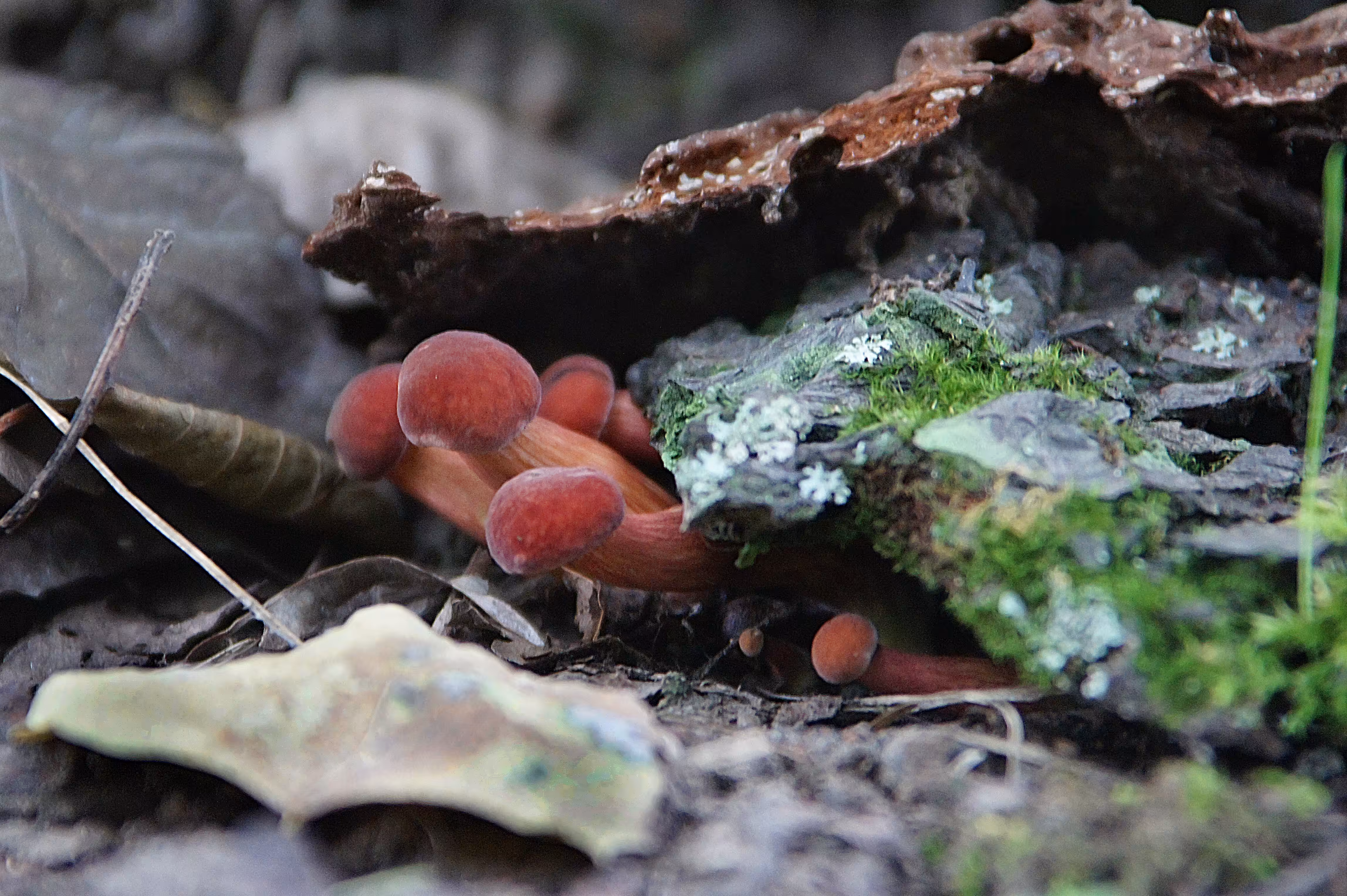 Boletus chrysenteron