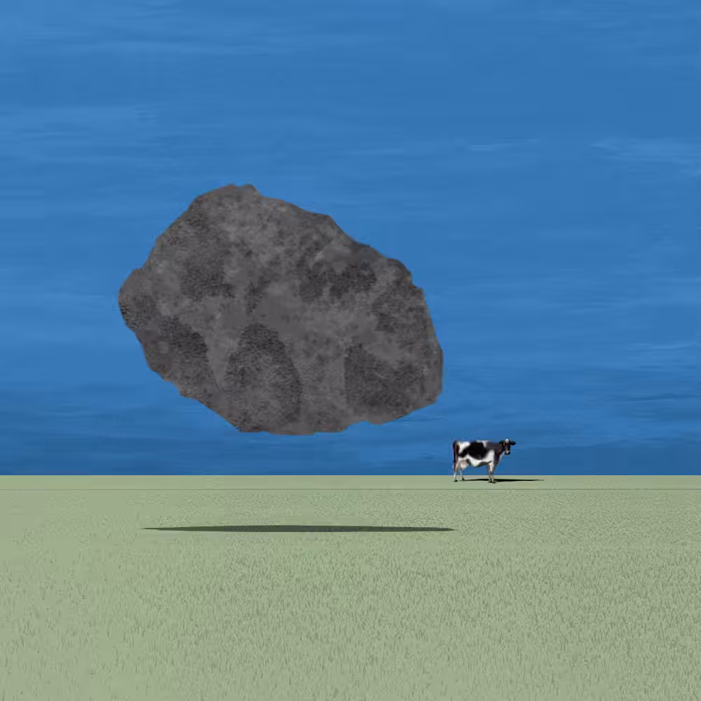 What is the cow looking at?