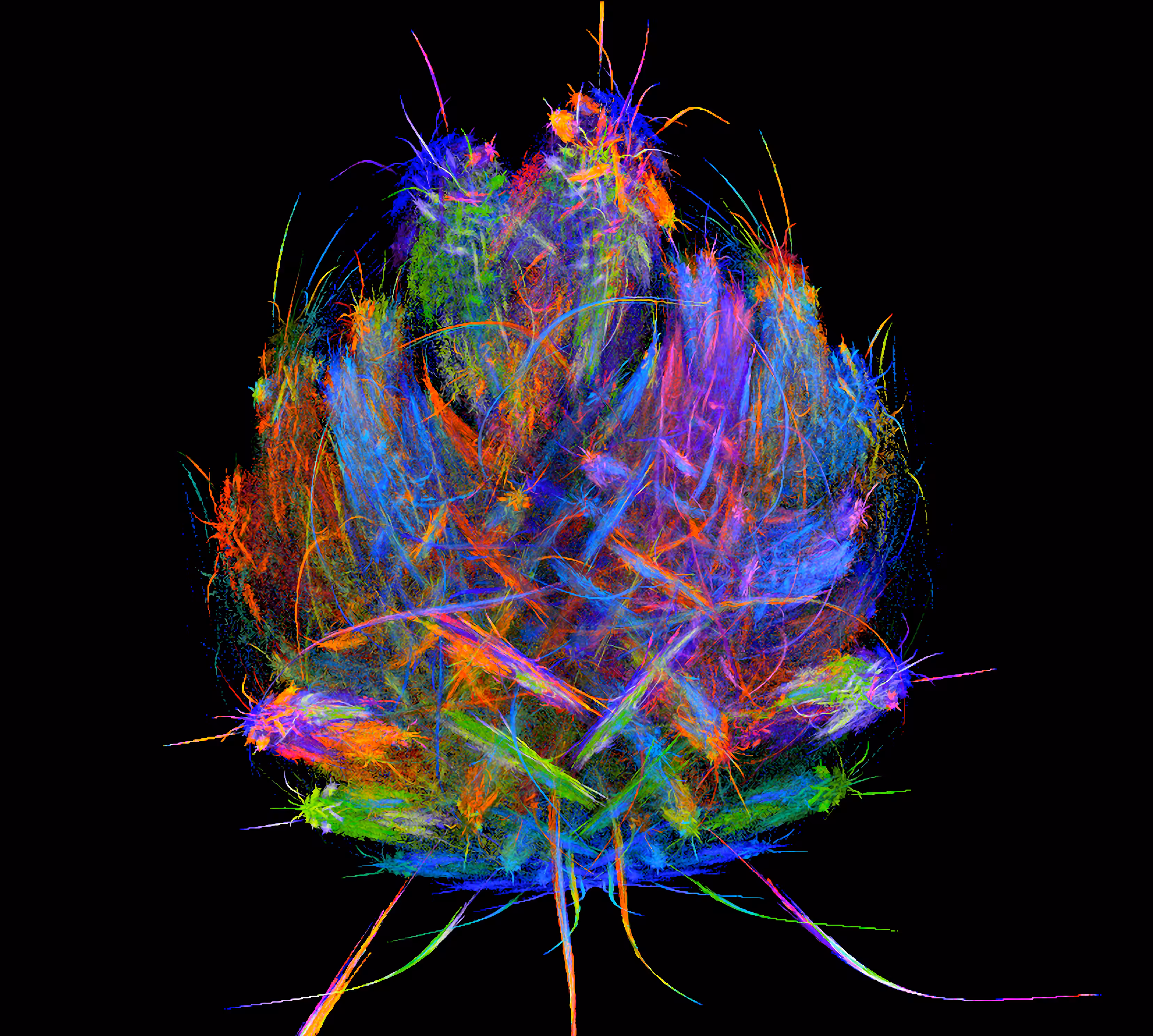 Raw Fractal Series - #143 - Indica
