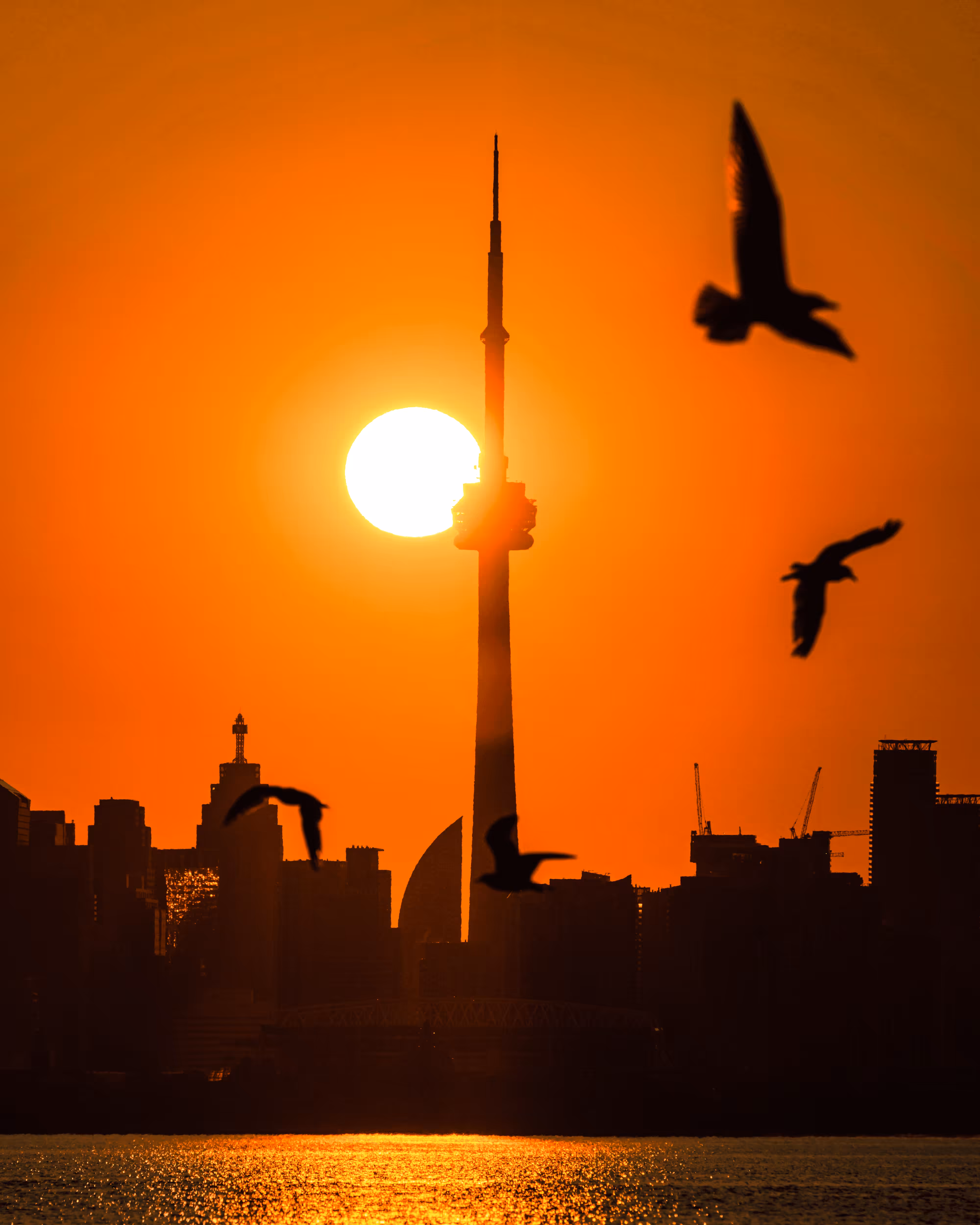 Toronto Icons #079 Take Flight