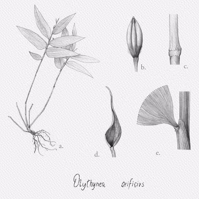 Botanical Illustration - Bambusoideae 1 #5
