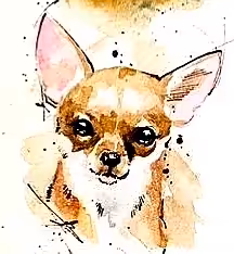 ODs#008 Chihuahua