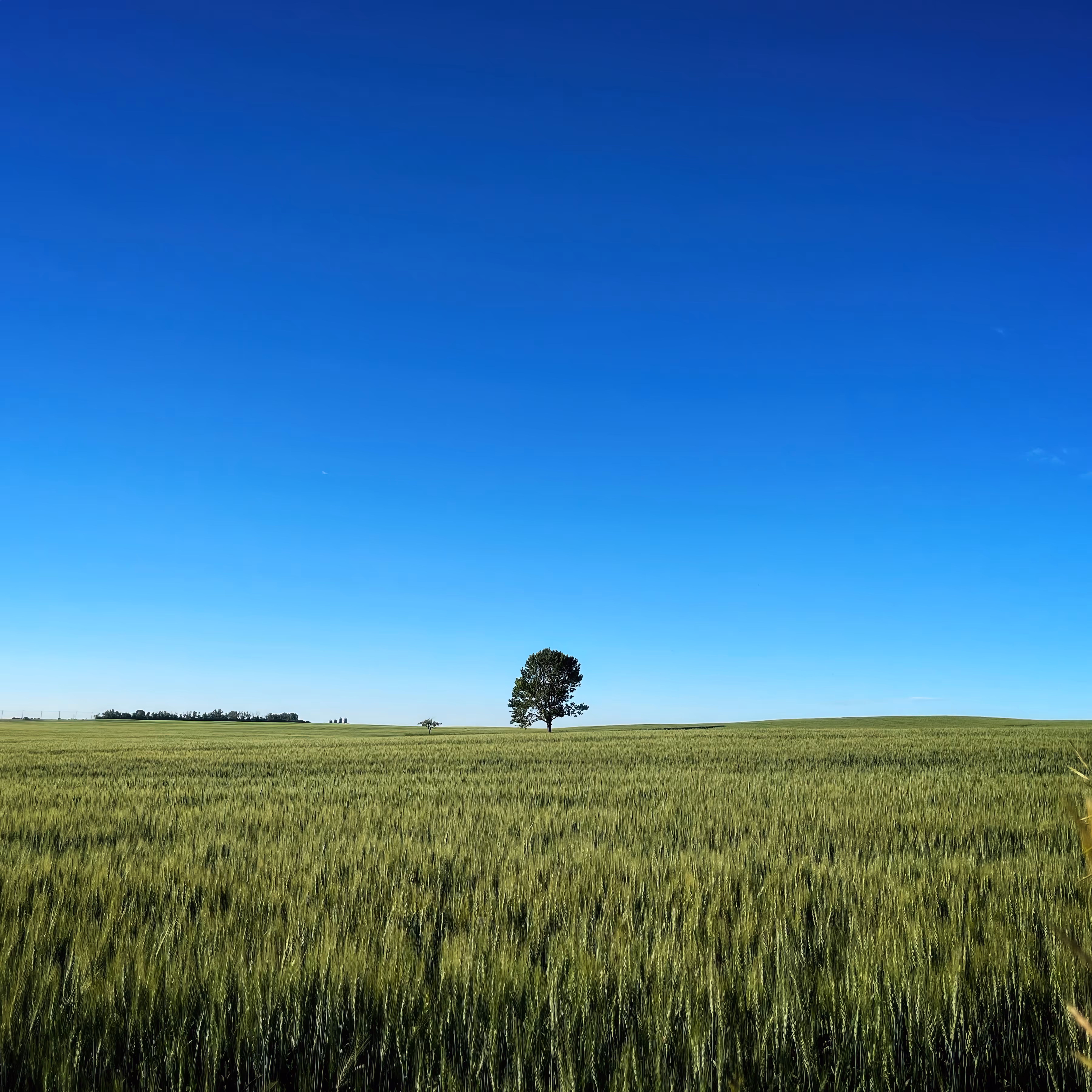 Lonely Field Tree 029