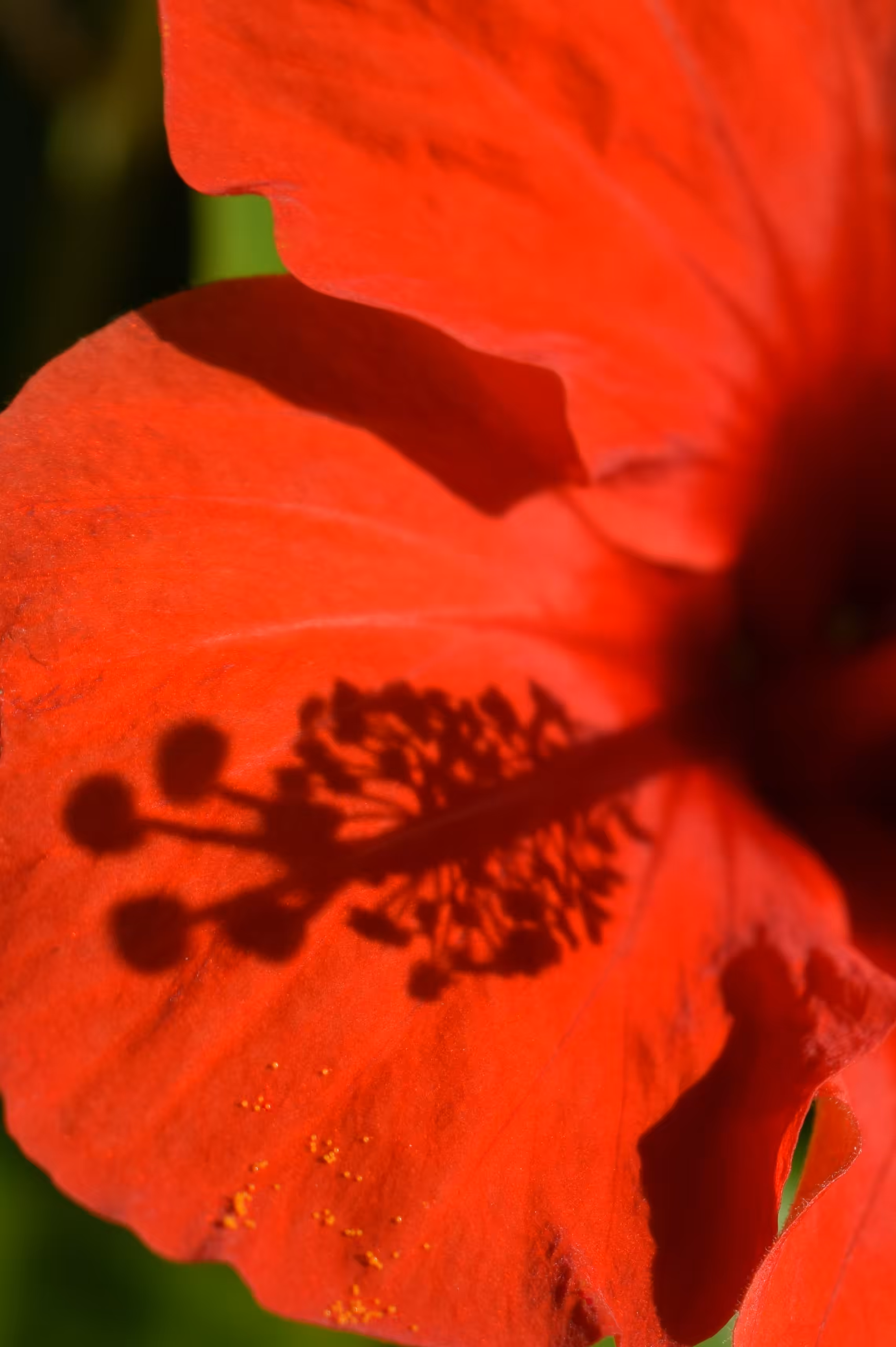 Shadow
