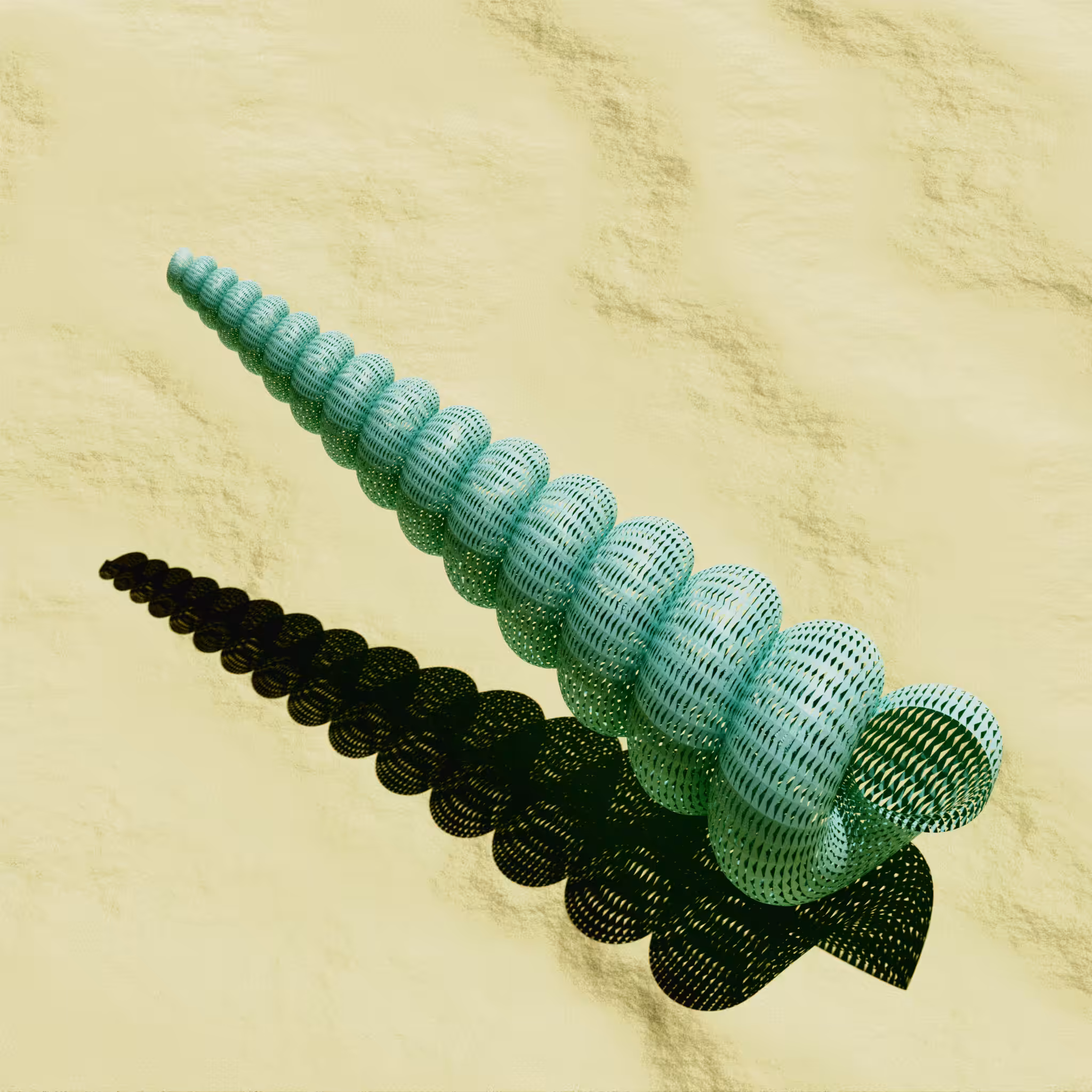 Turritella 1
