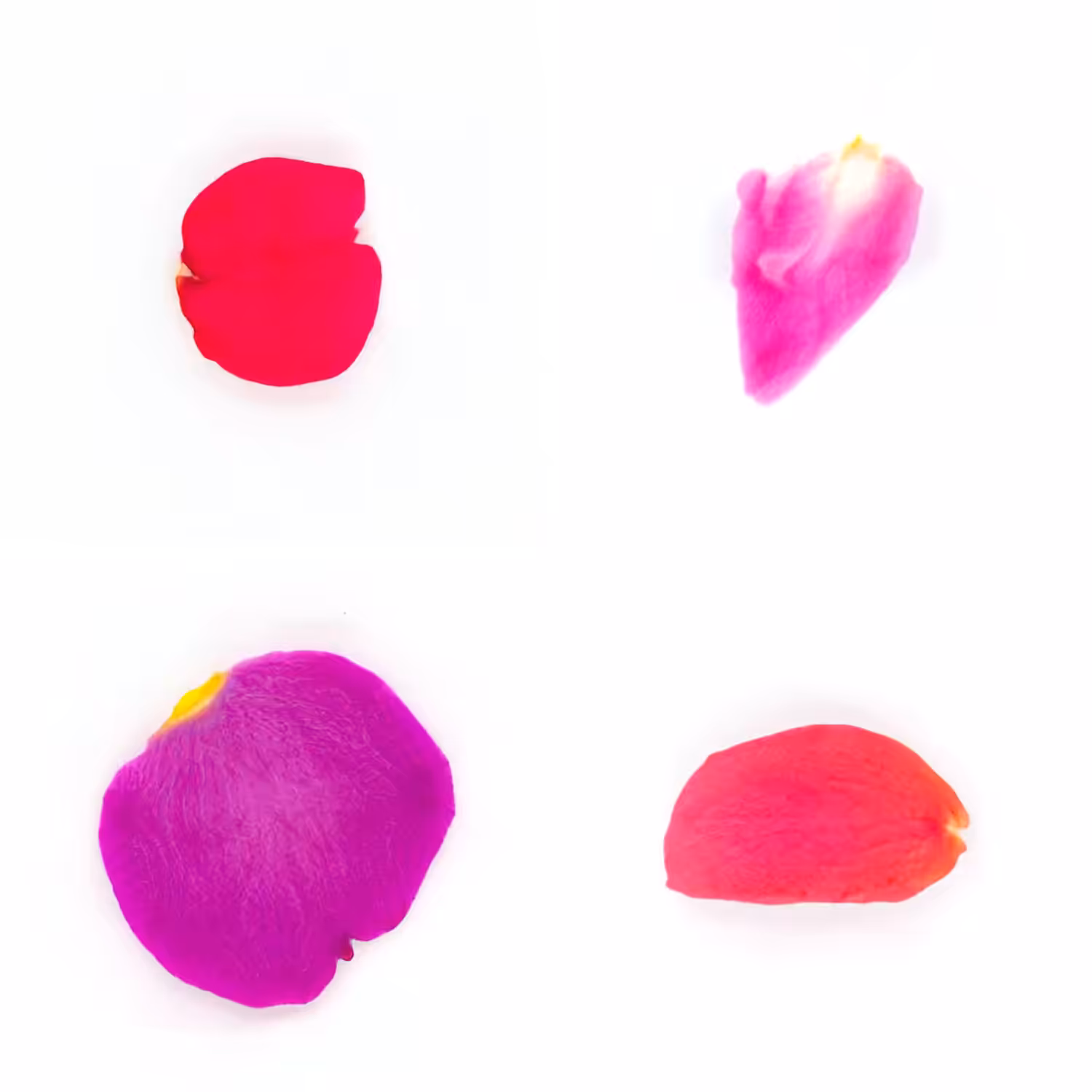 Infinite Petals 2x2#20259