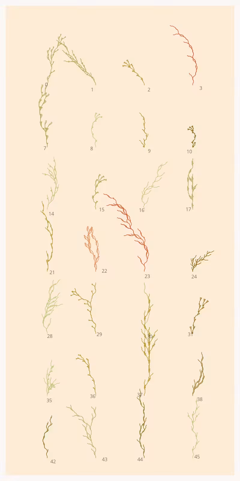 Seaweed Study #5