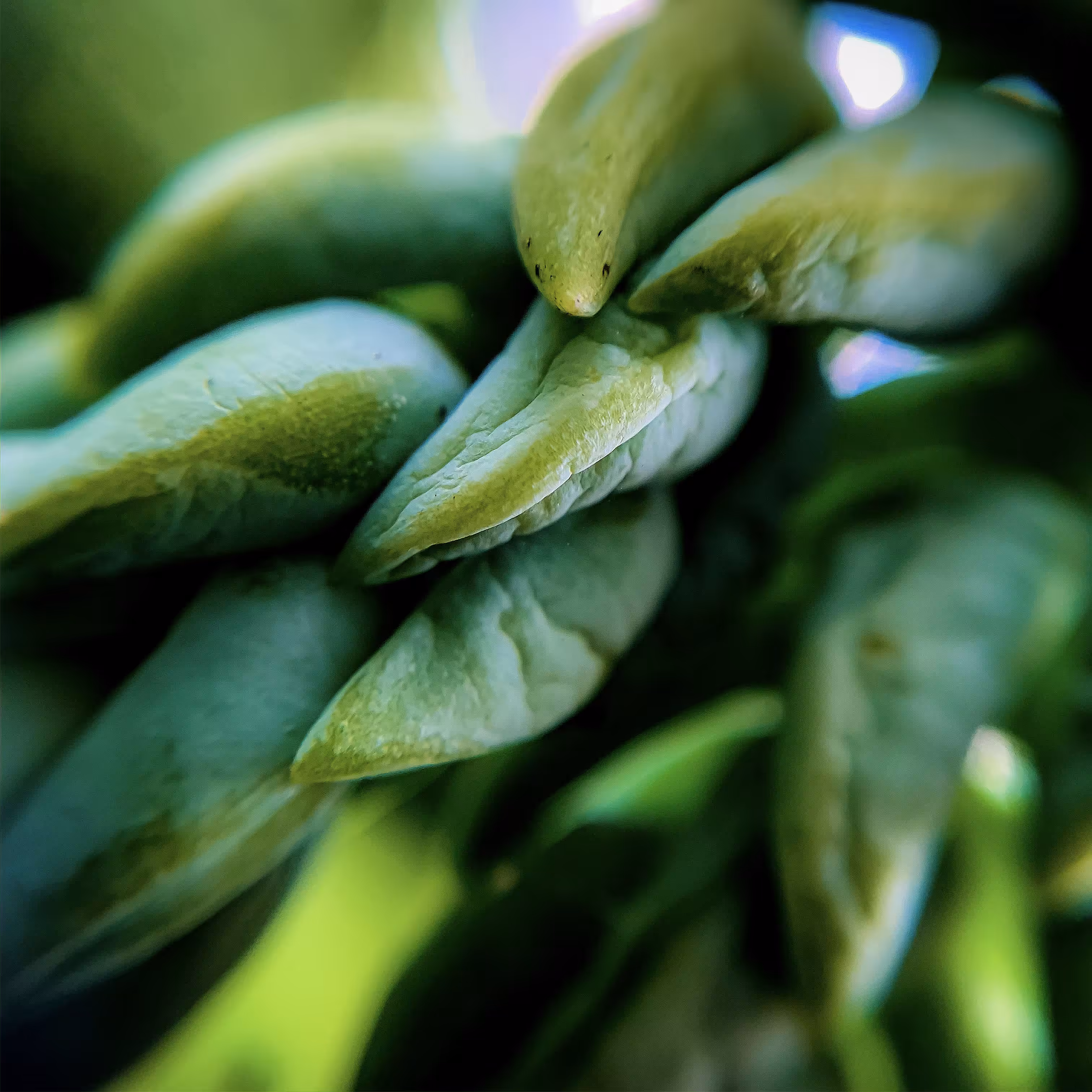 Flora from the Meta-Macroverse Vol. 1 - Still Photograph 4/7