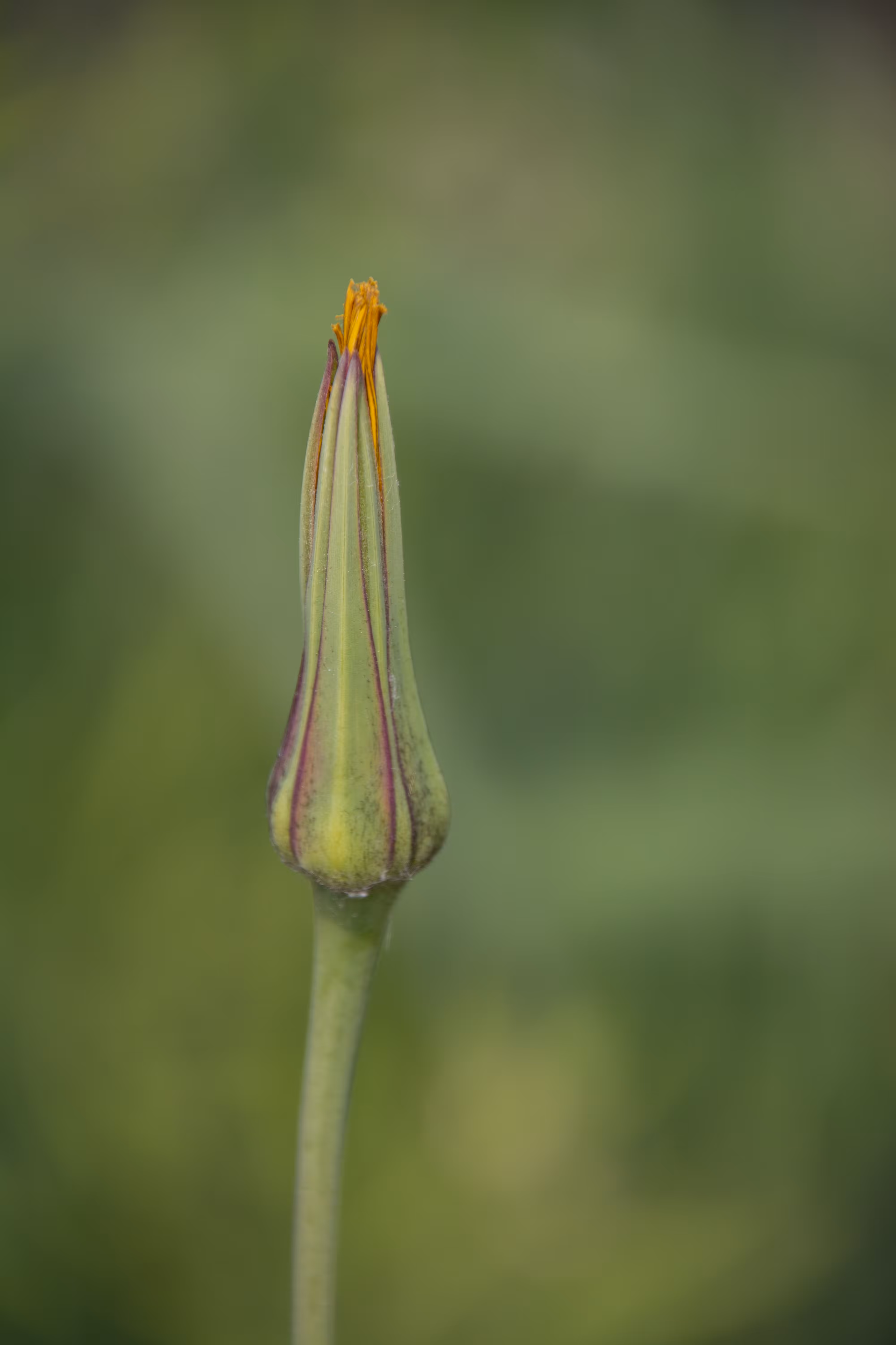 In the Bud