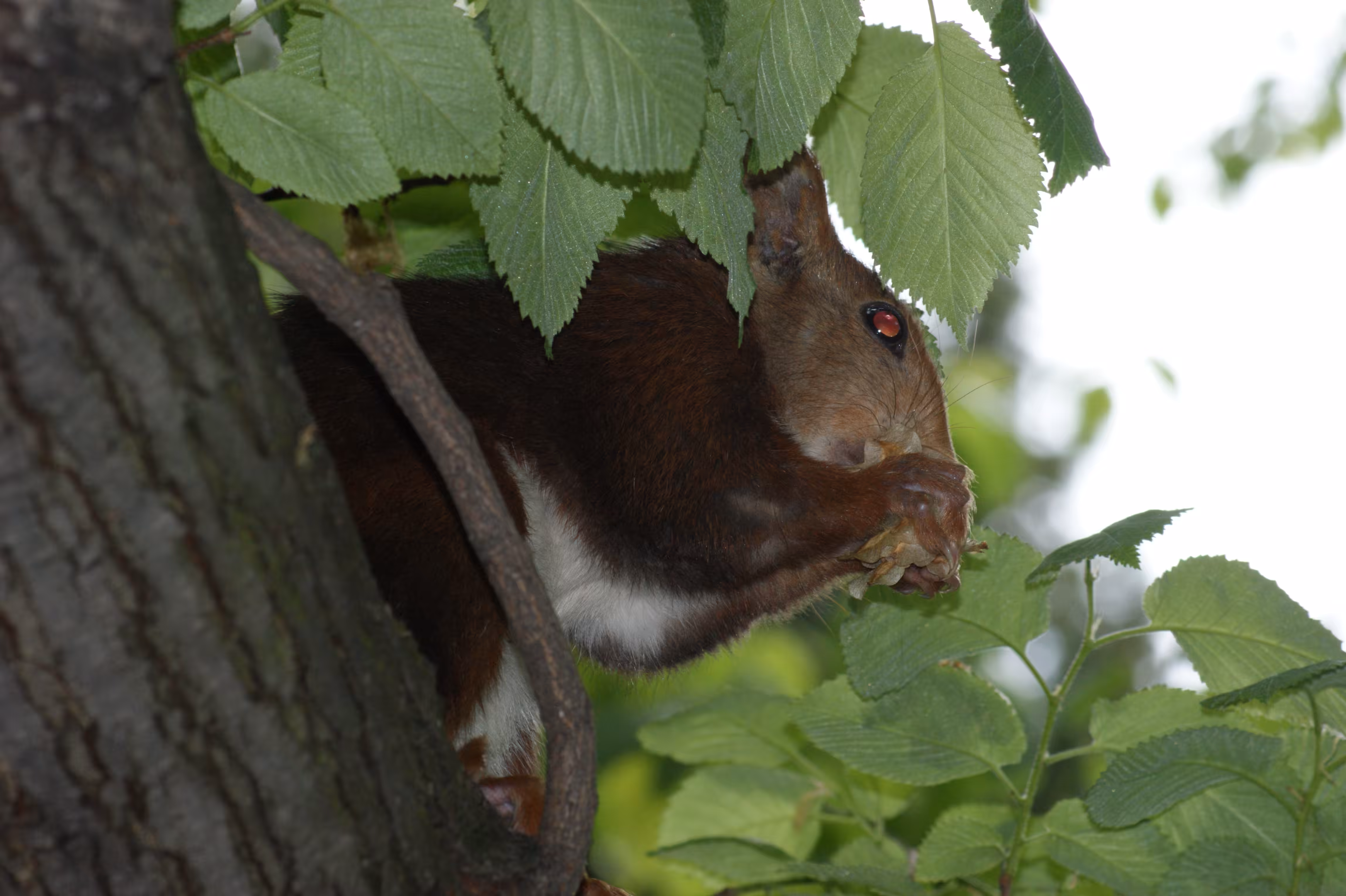 Series 1: Fauna – 006 – Gray Squirrel Has Lunch