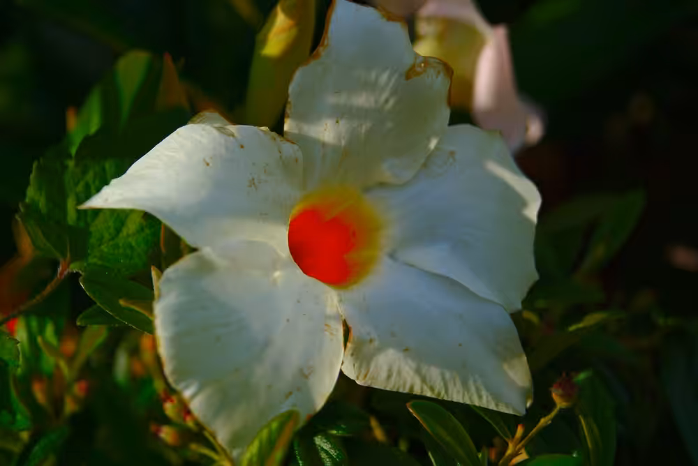 a beautifull flower