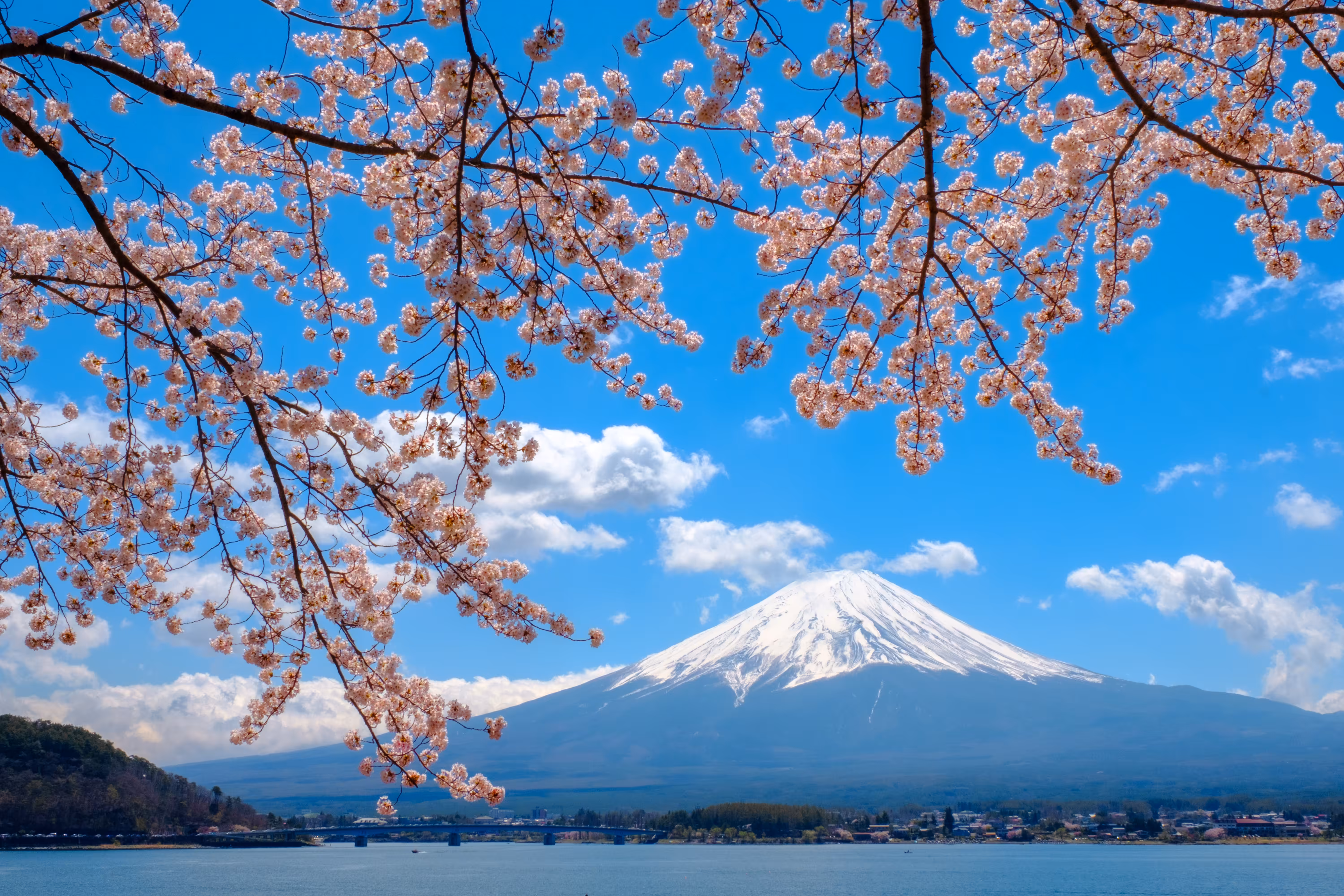Mt.Fuji with Cherry Blossom #3