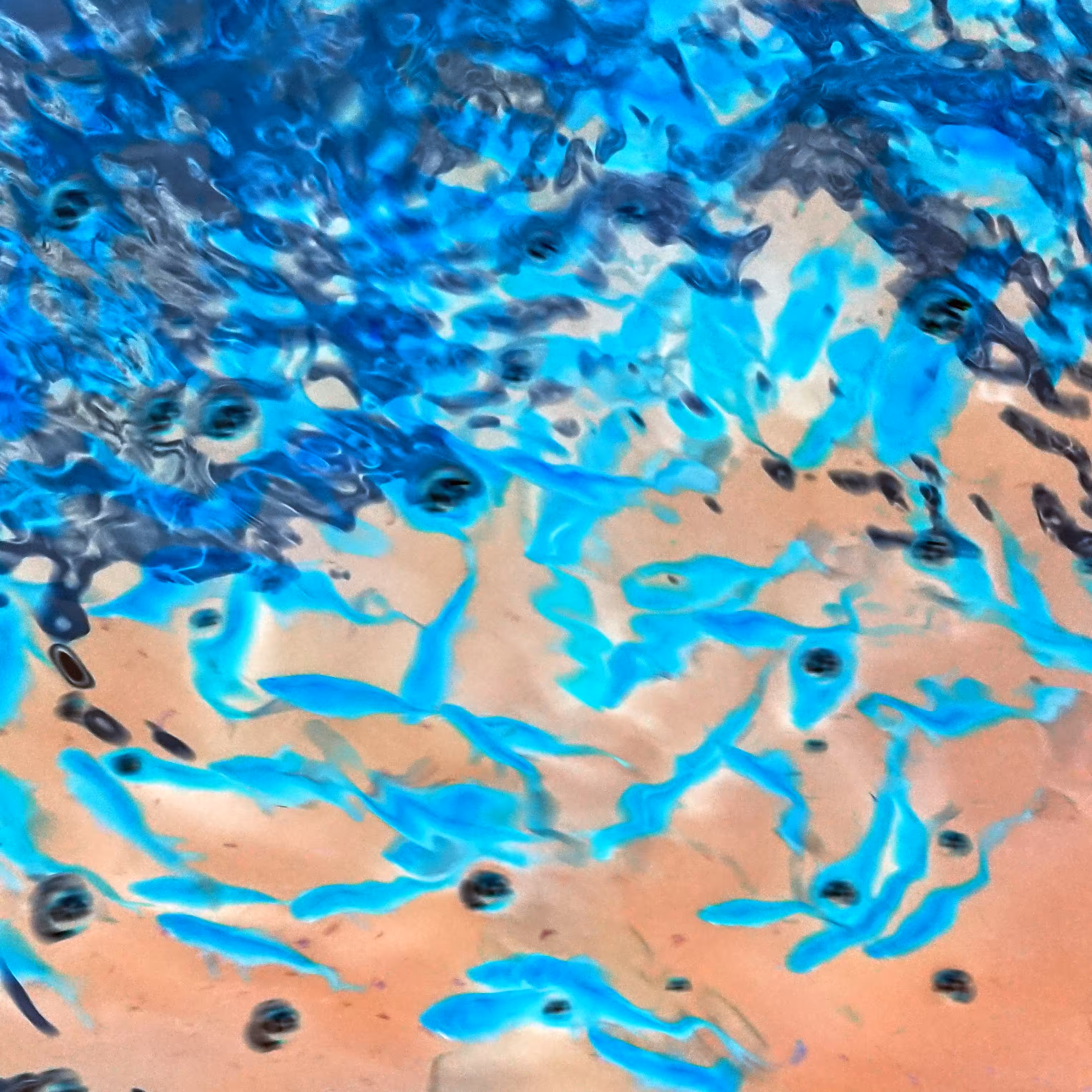 The Pool