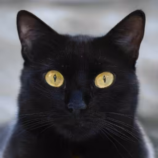 Shadow