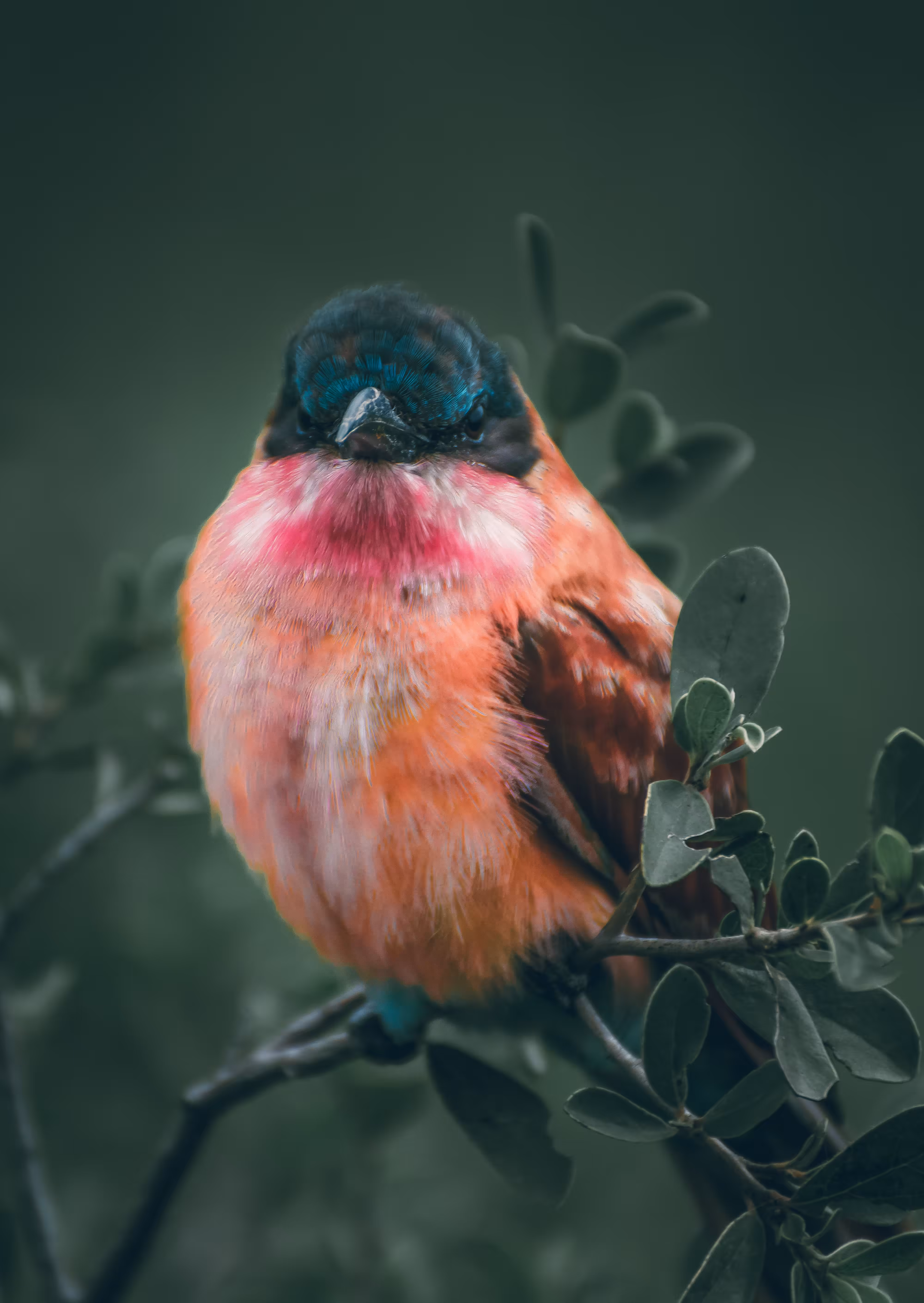 Black-headed weaver Portrait