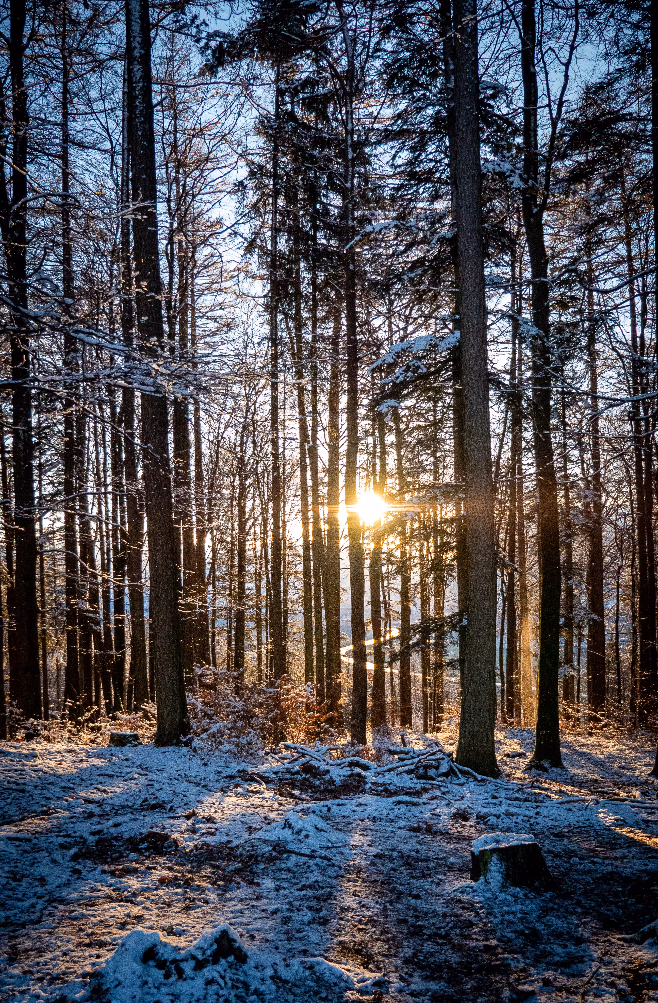 Winterforest Sunset