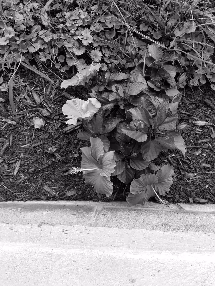 Hibiscus 1