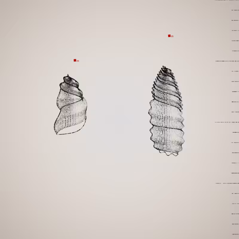 Two Specimen #61