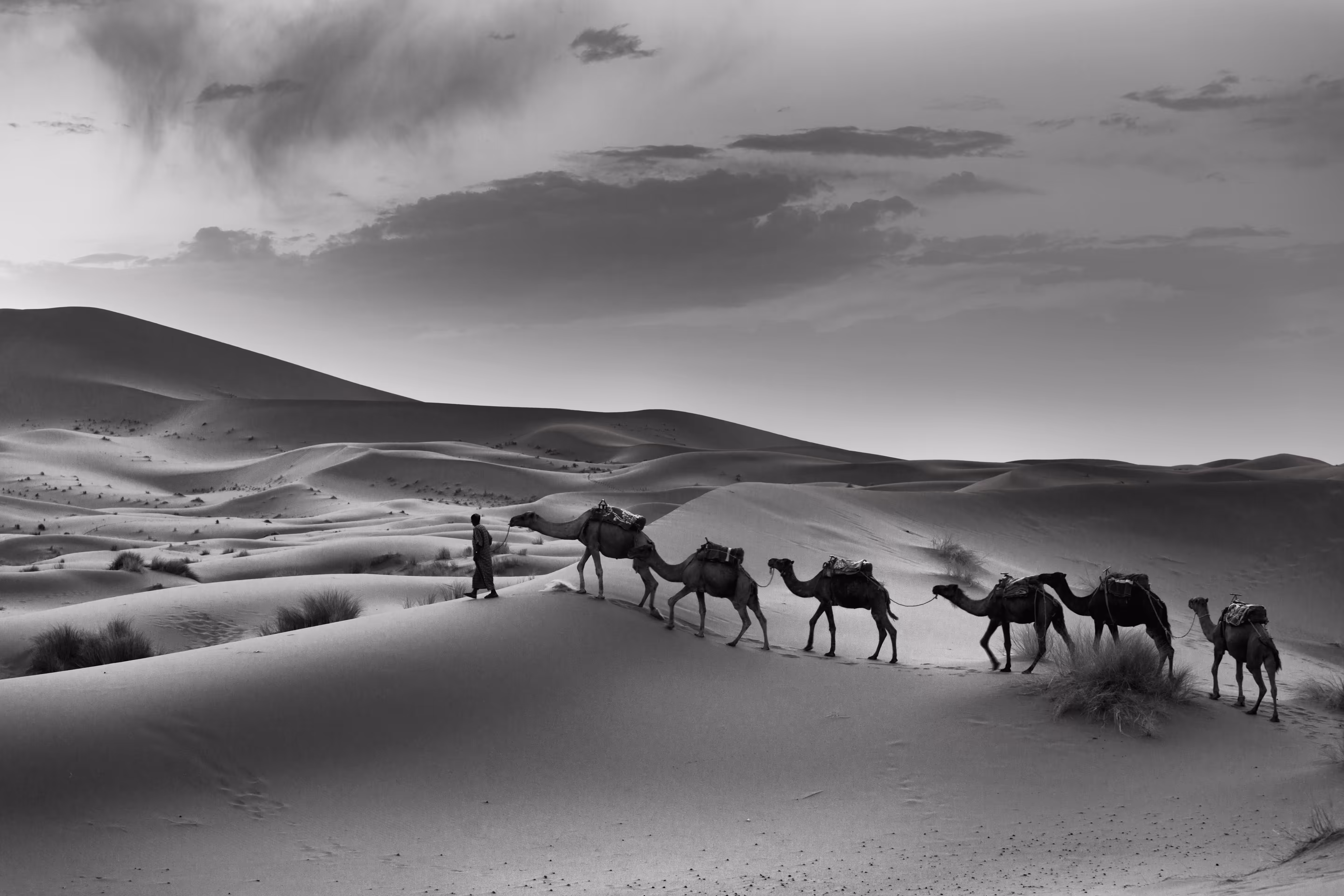 Sahara 