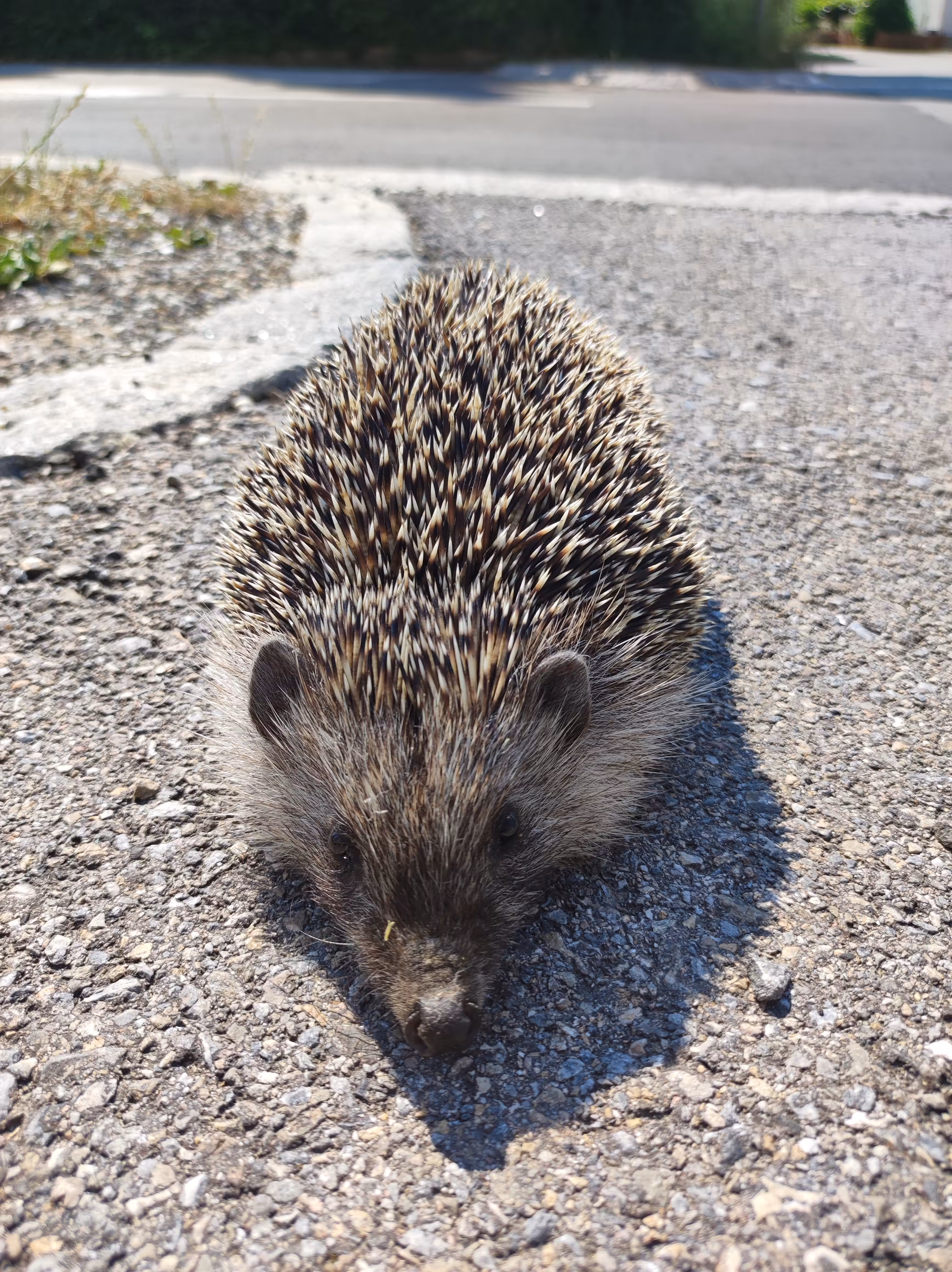 The Brave Little Hedgehog