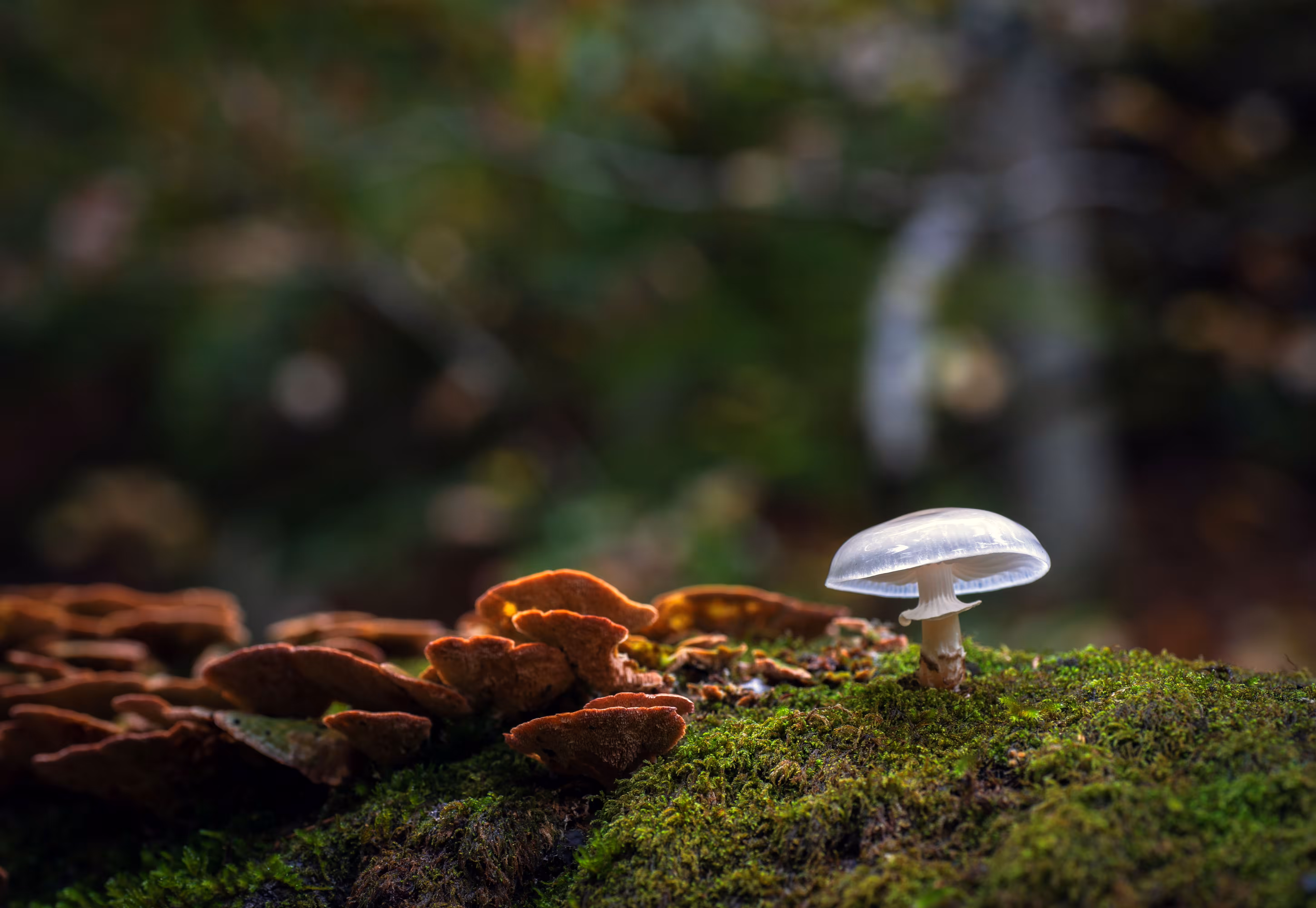 A Little Guardian of the Forest