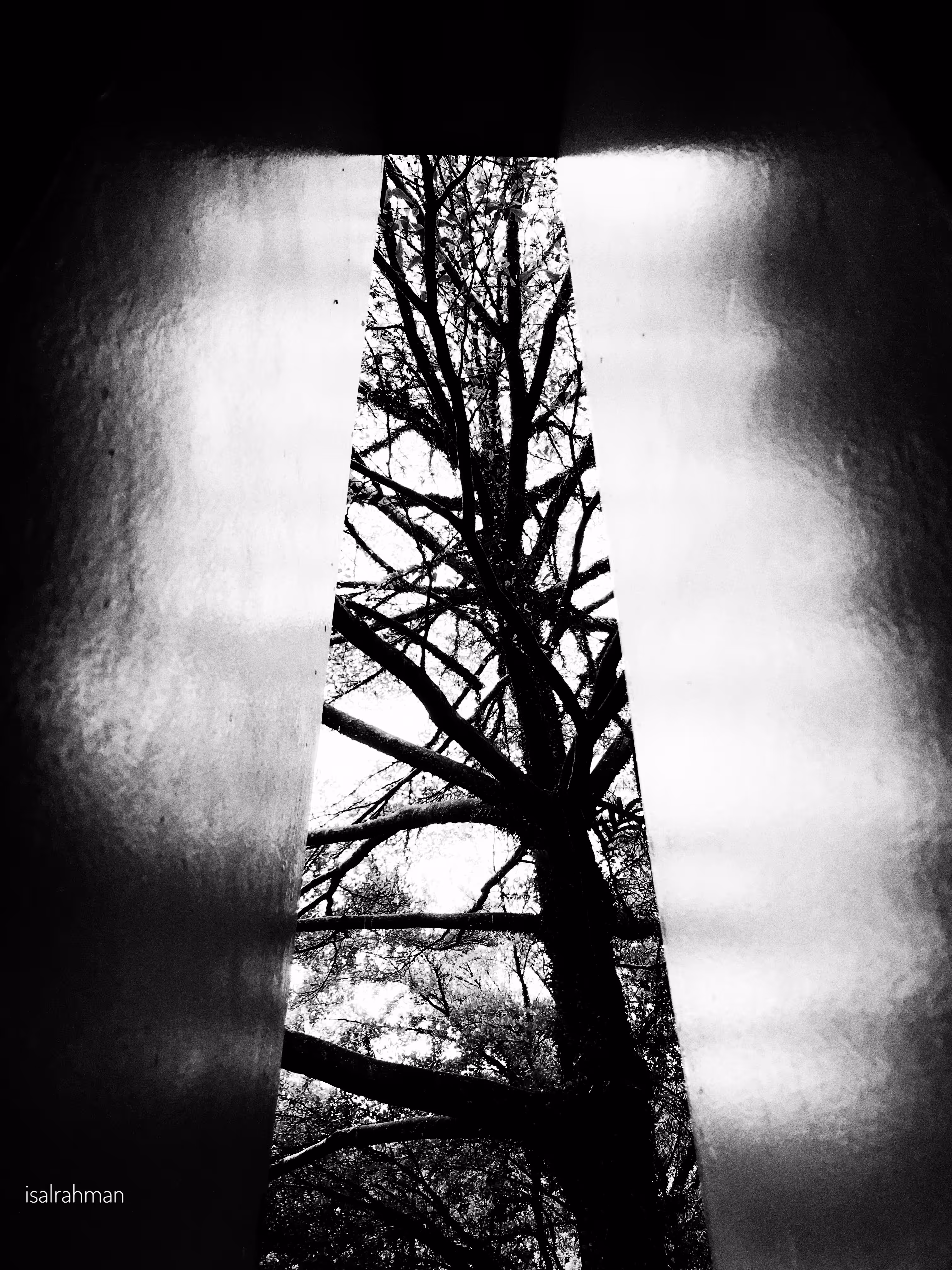 BNW: Roots Below