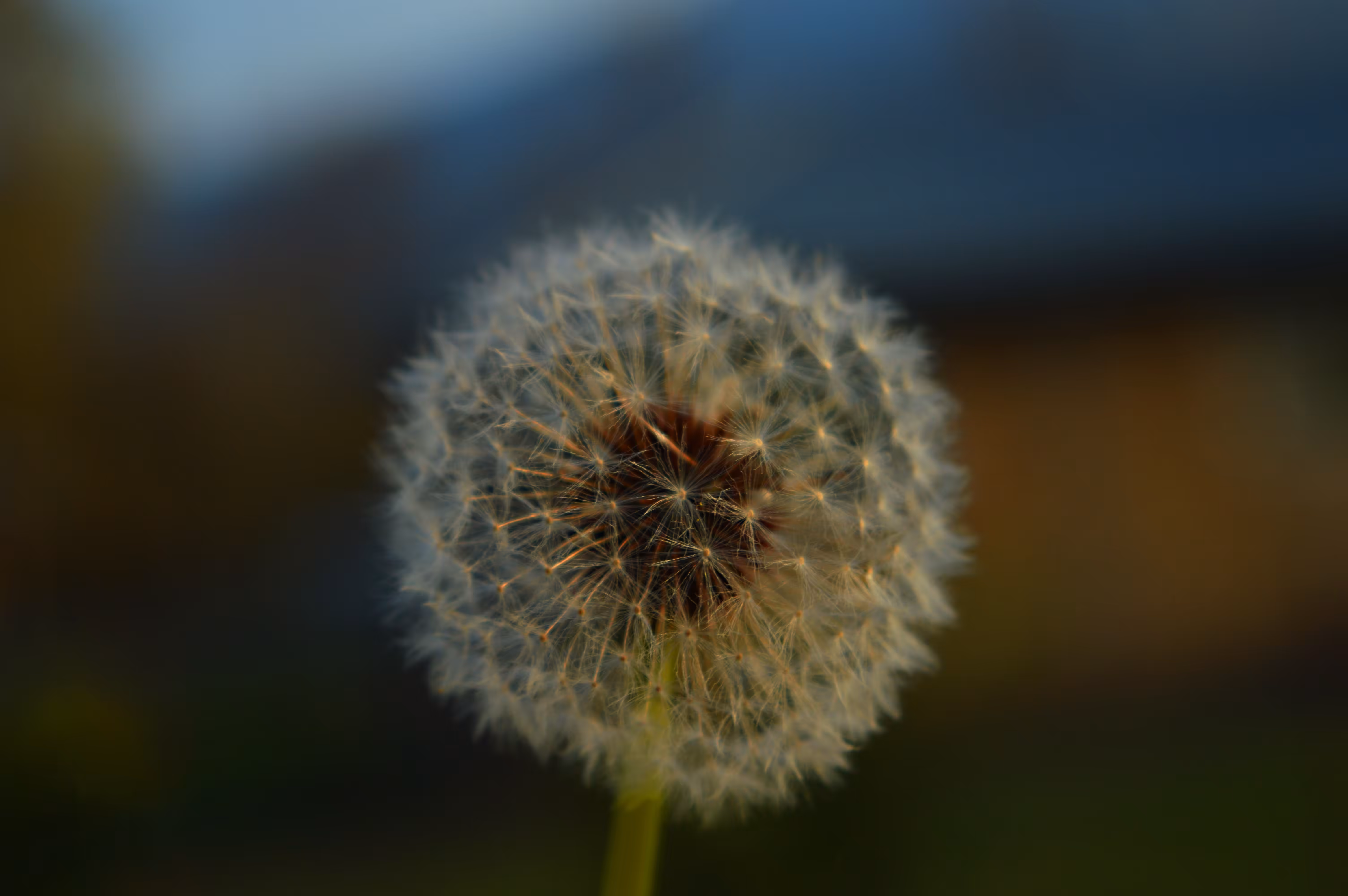 Dandelion