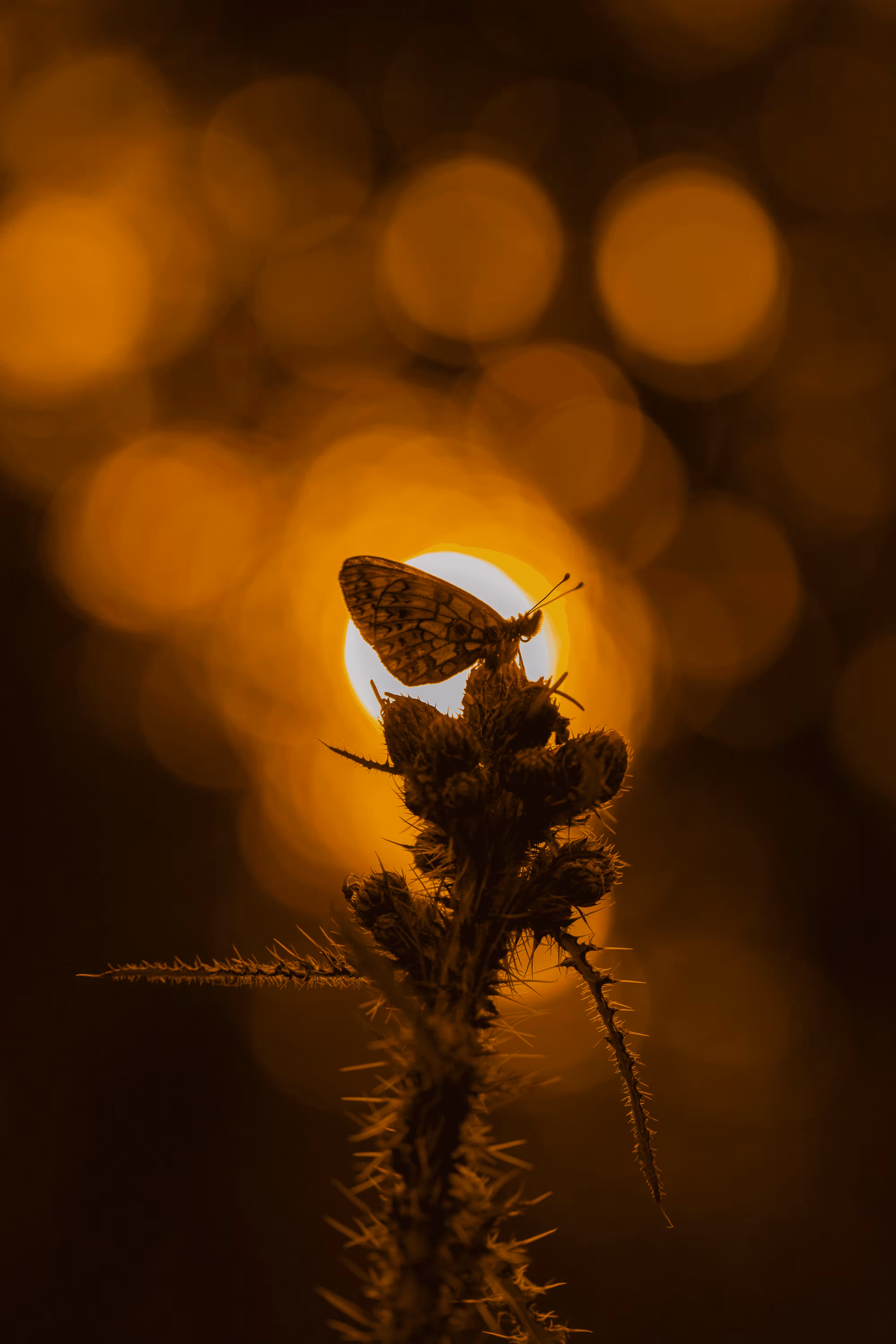 Hidden World #9