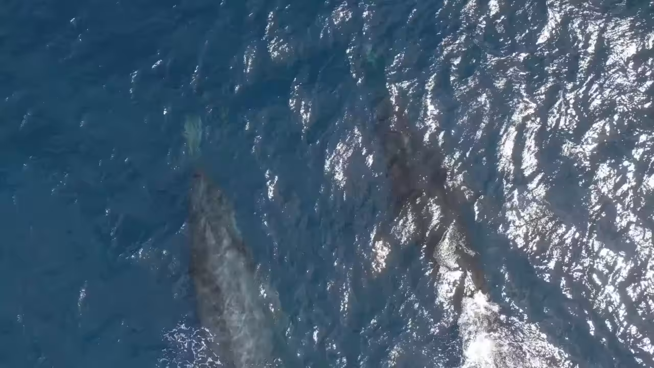 Male and Escort Dolphins Encounter