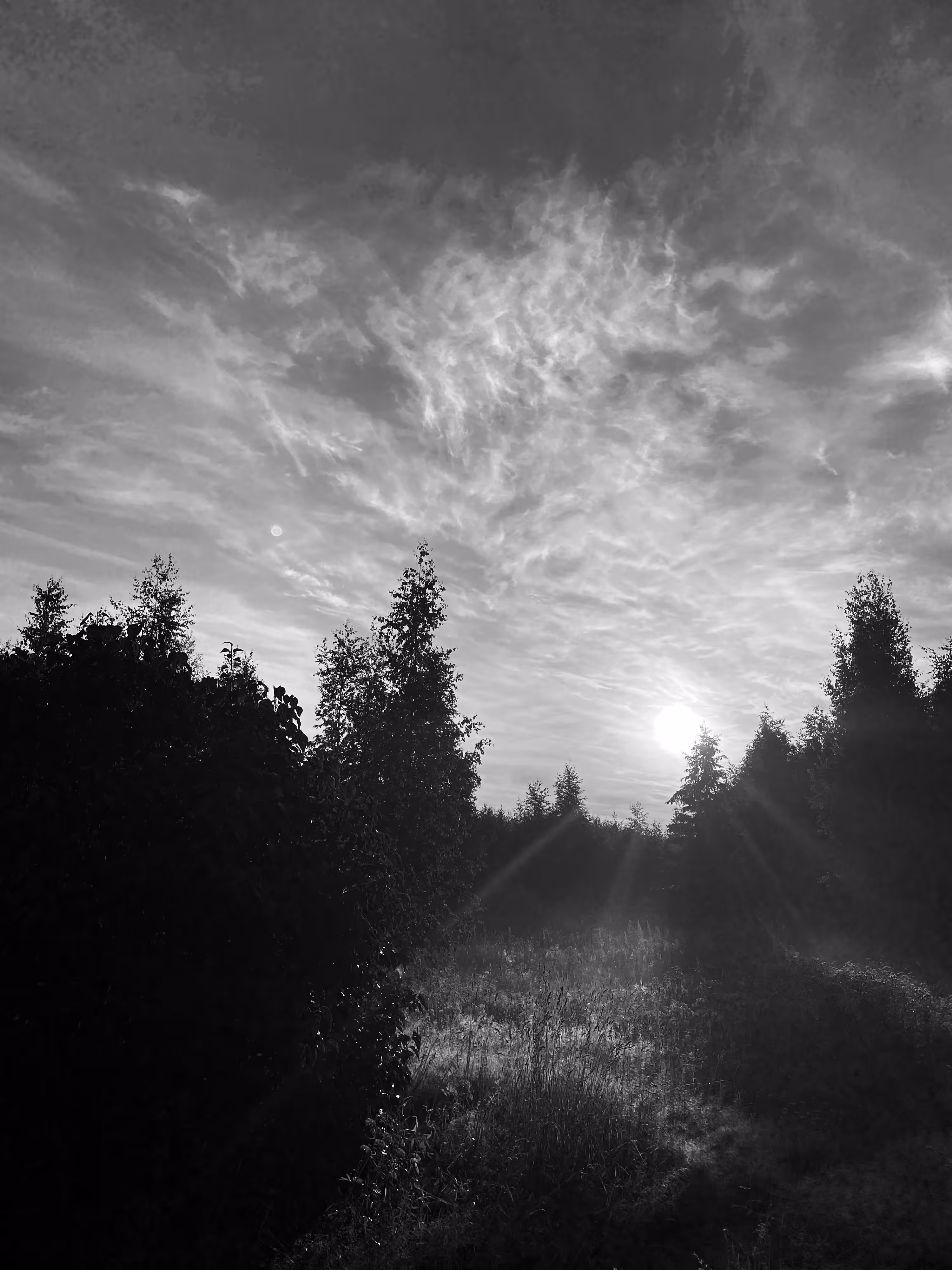 magical forest