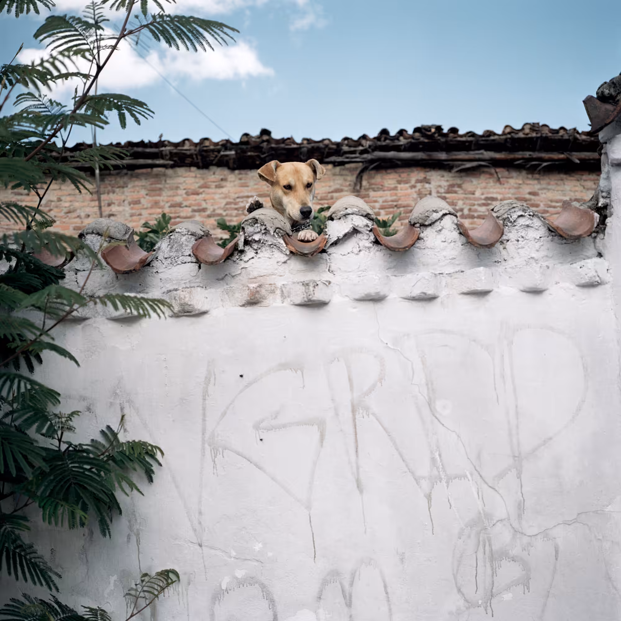 Dog Days, Bogotá #25