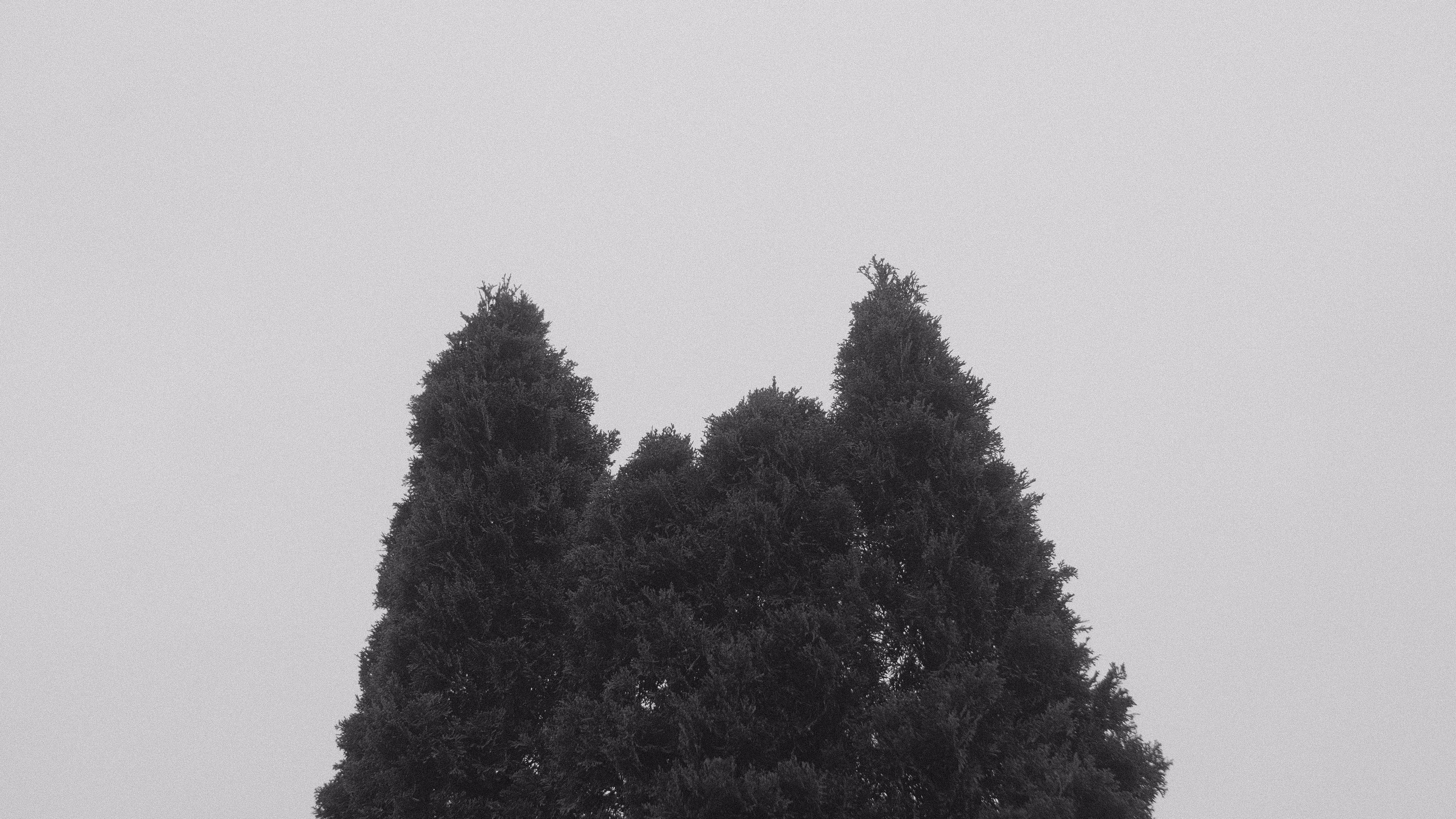 It was a Tree!