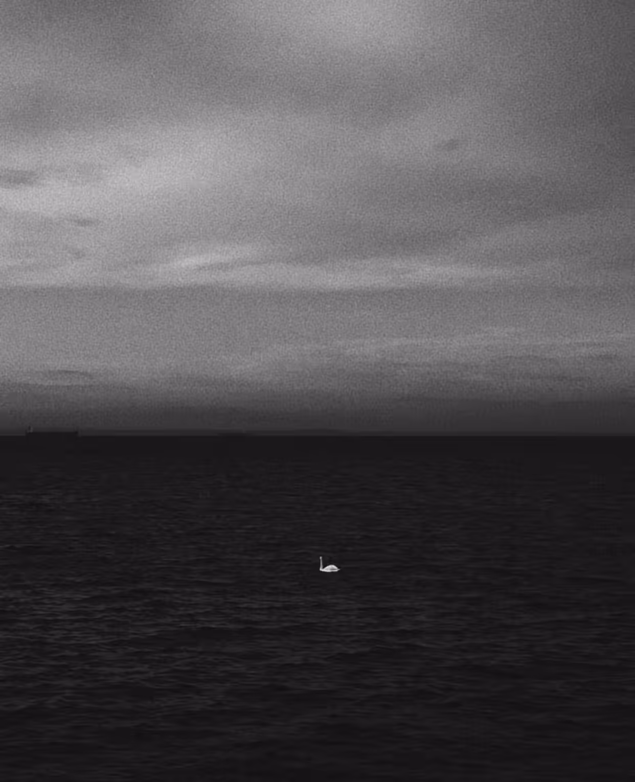 loch ness swan